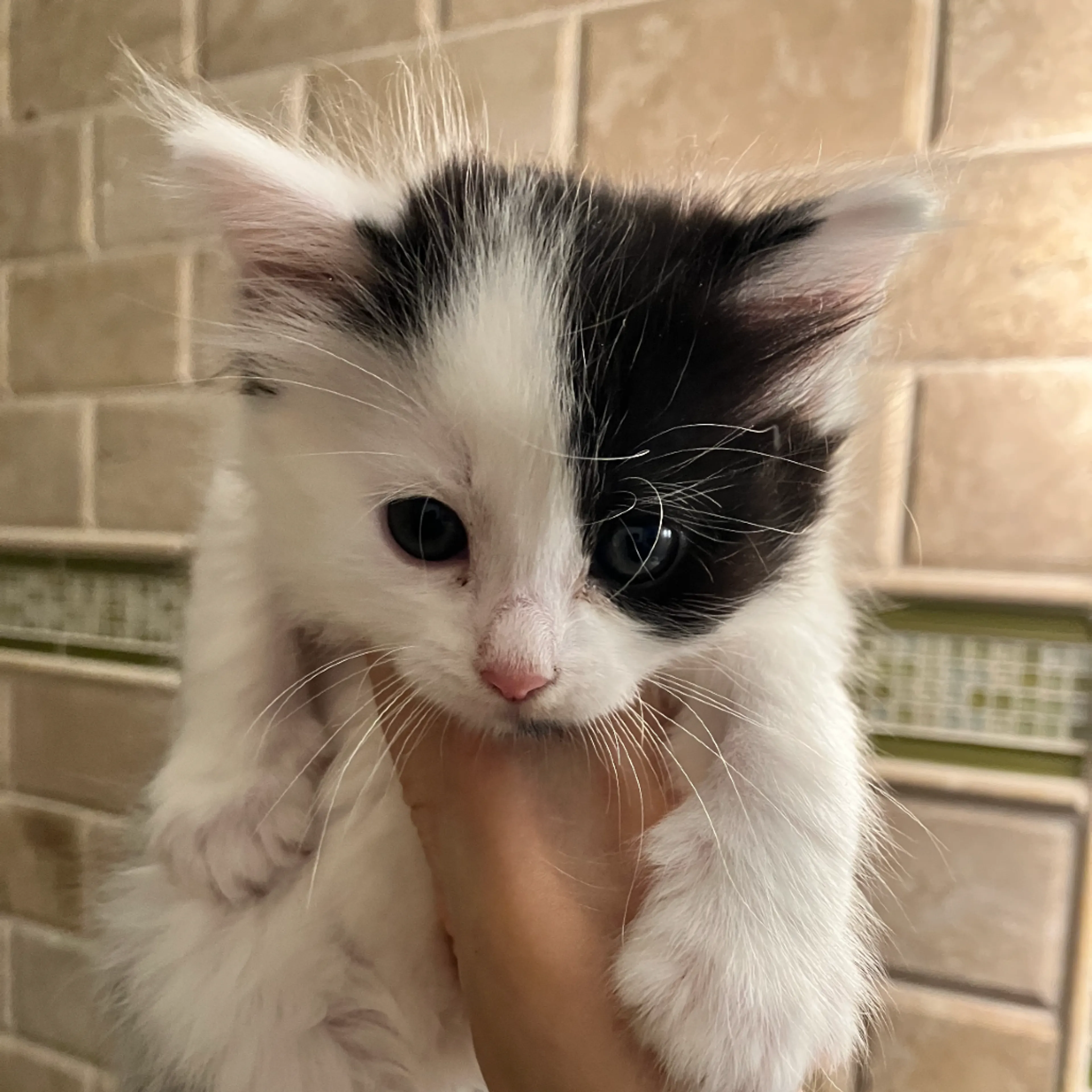 Found pet-1