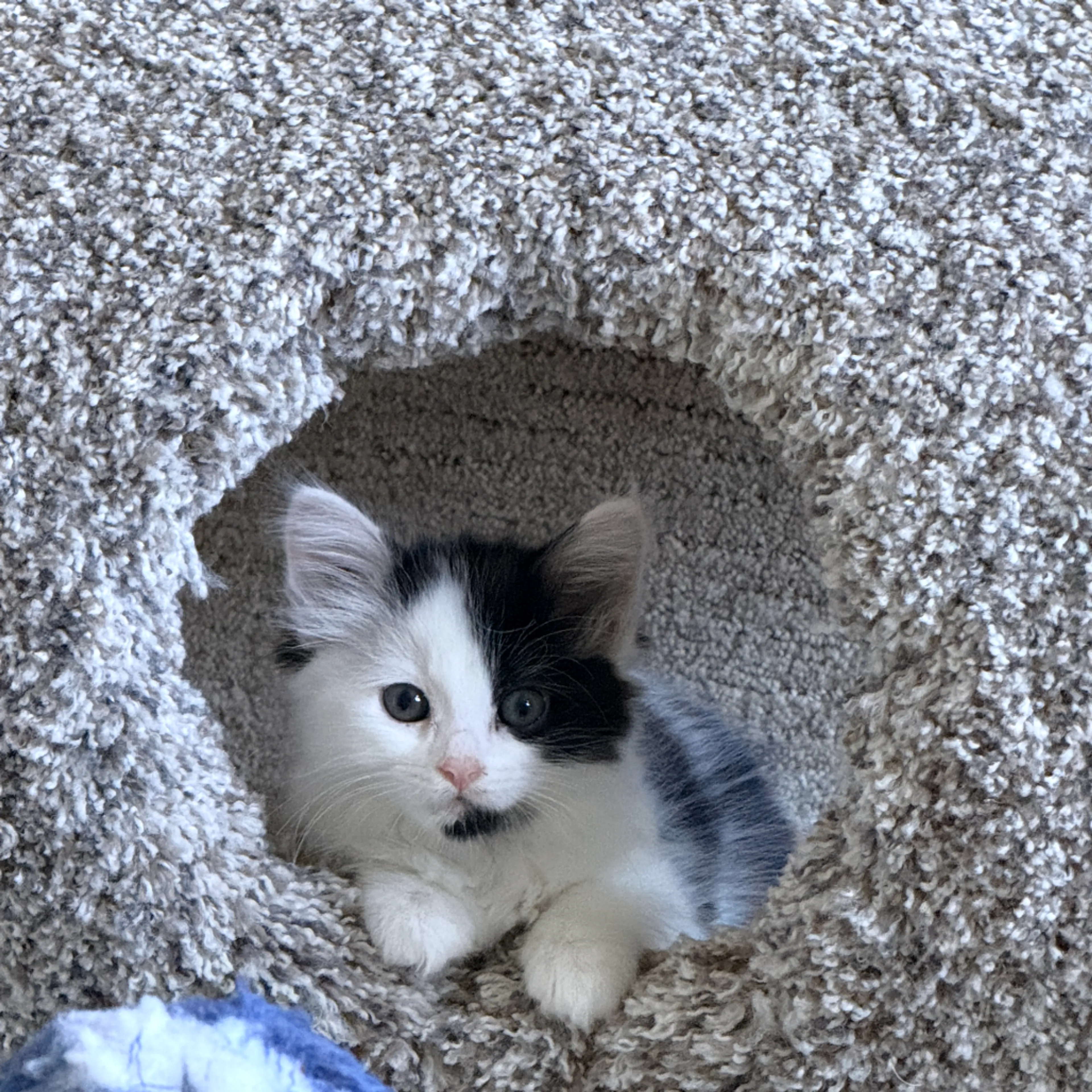 Found pet-0