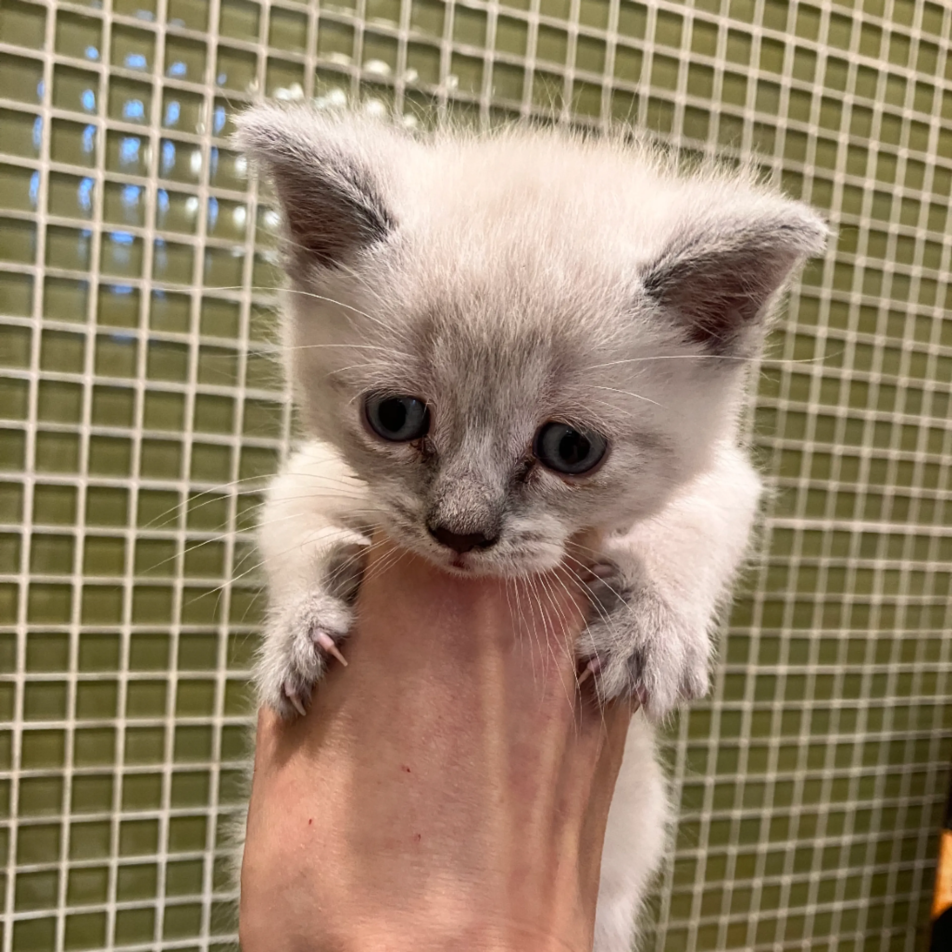 Found pet