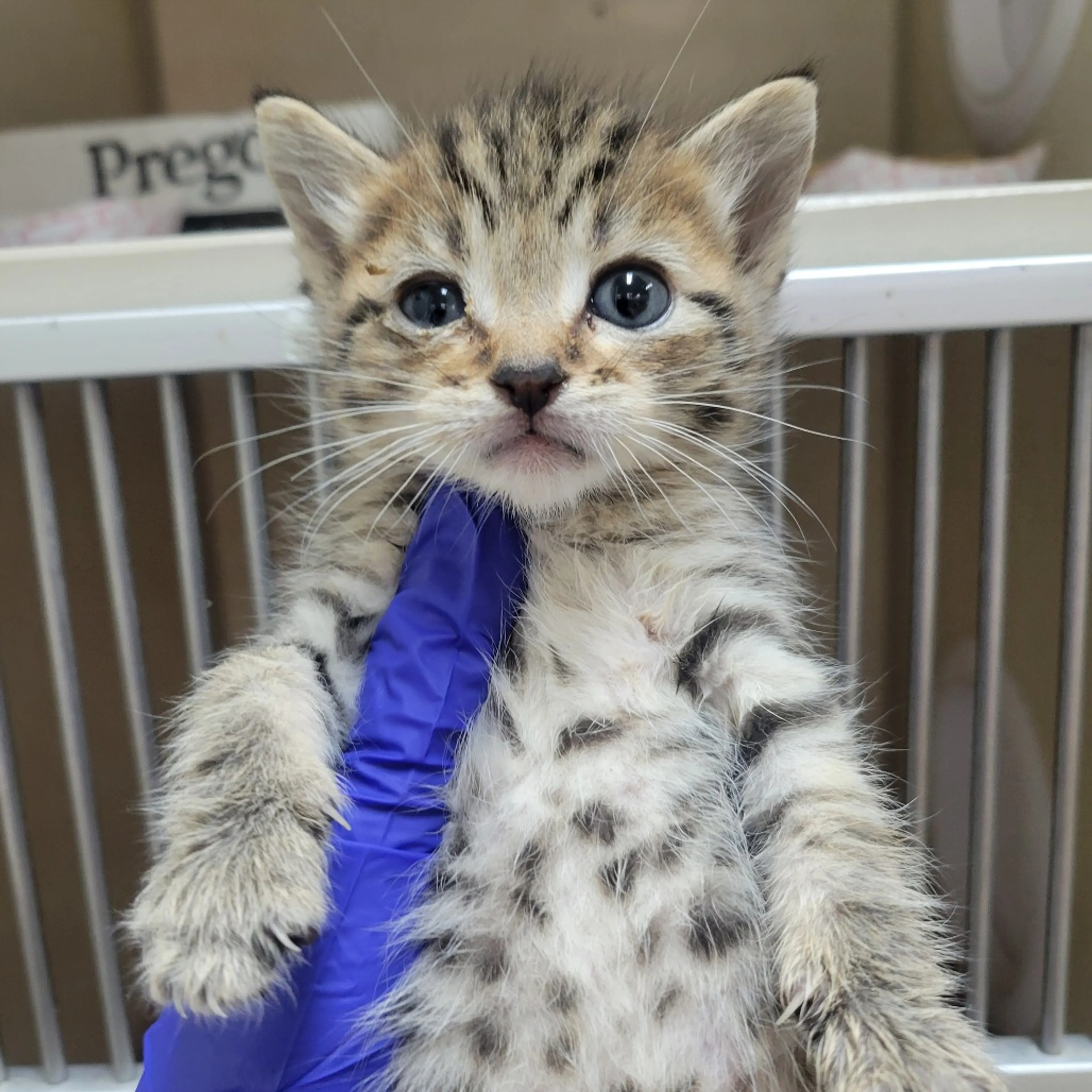 Found pet-1