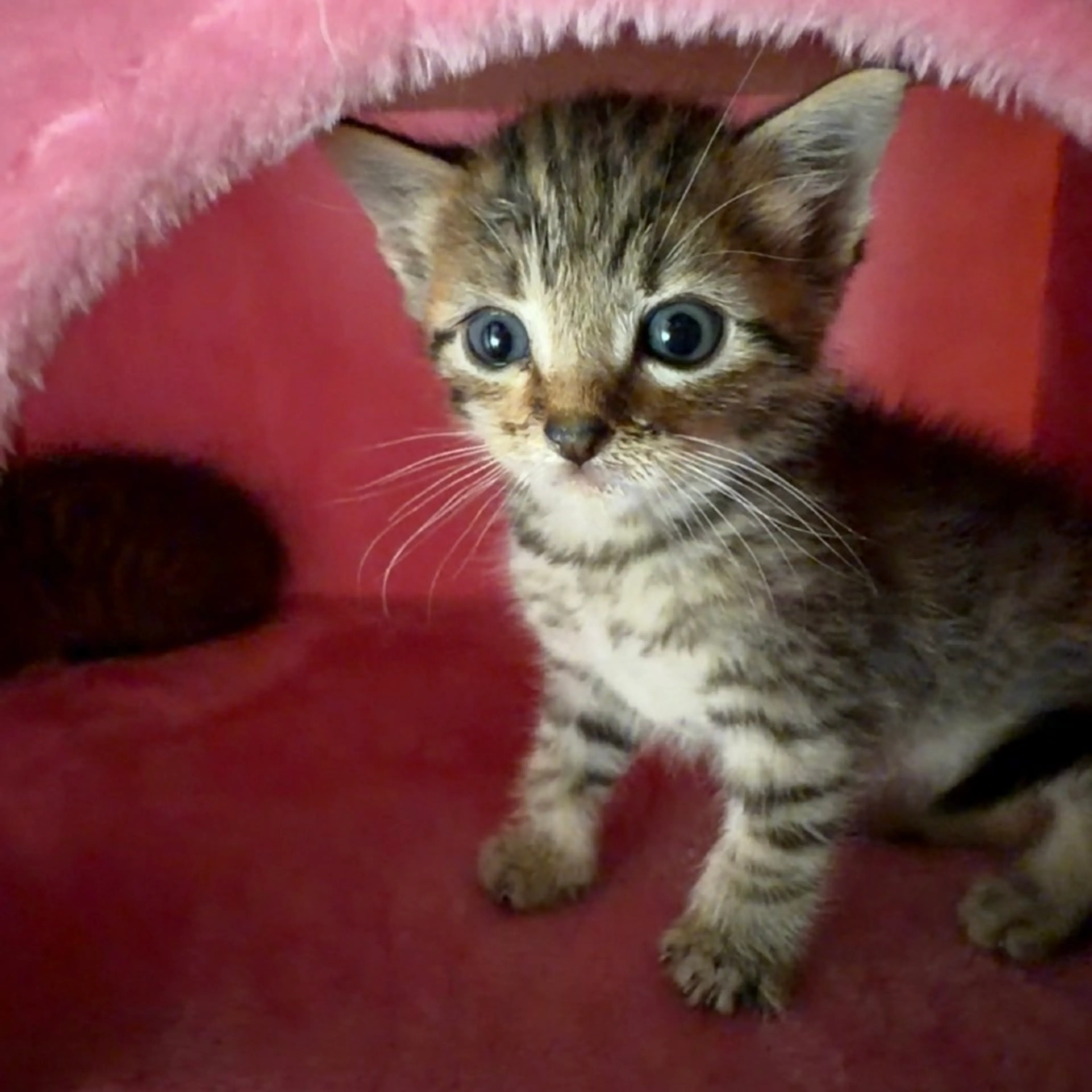 Found pet-0