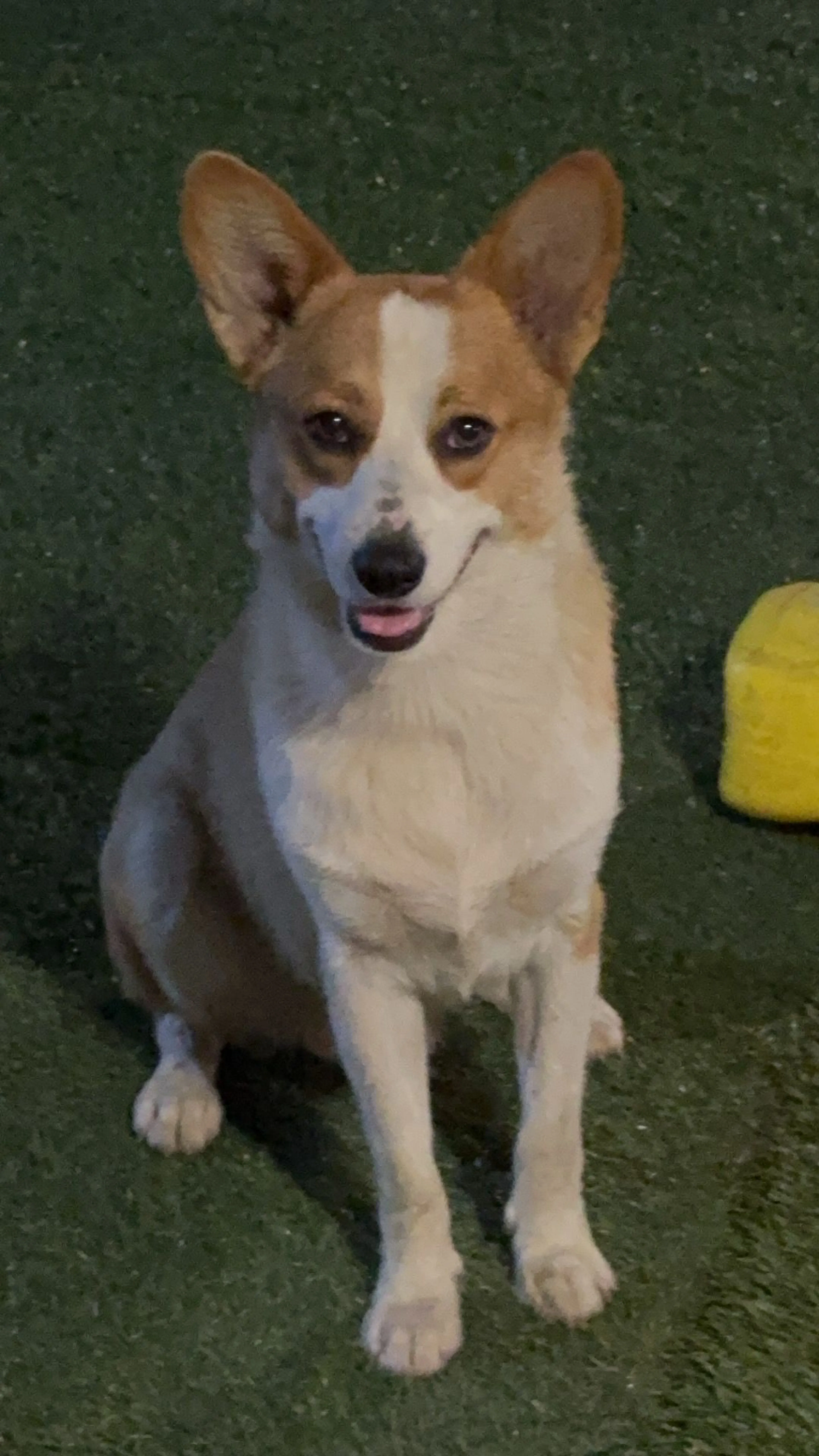 Lost pet