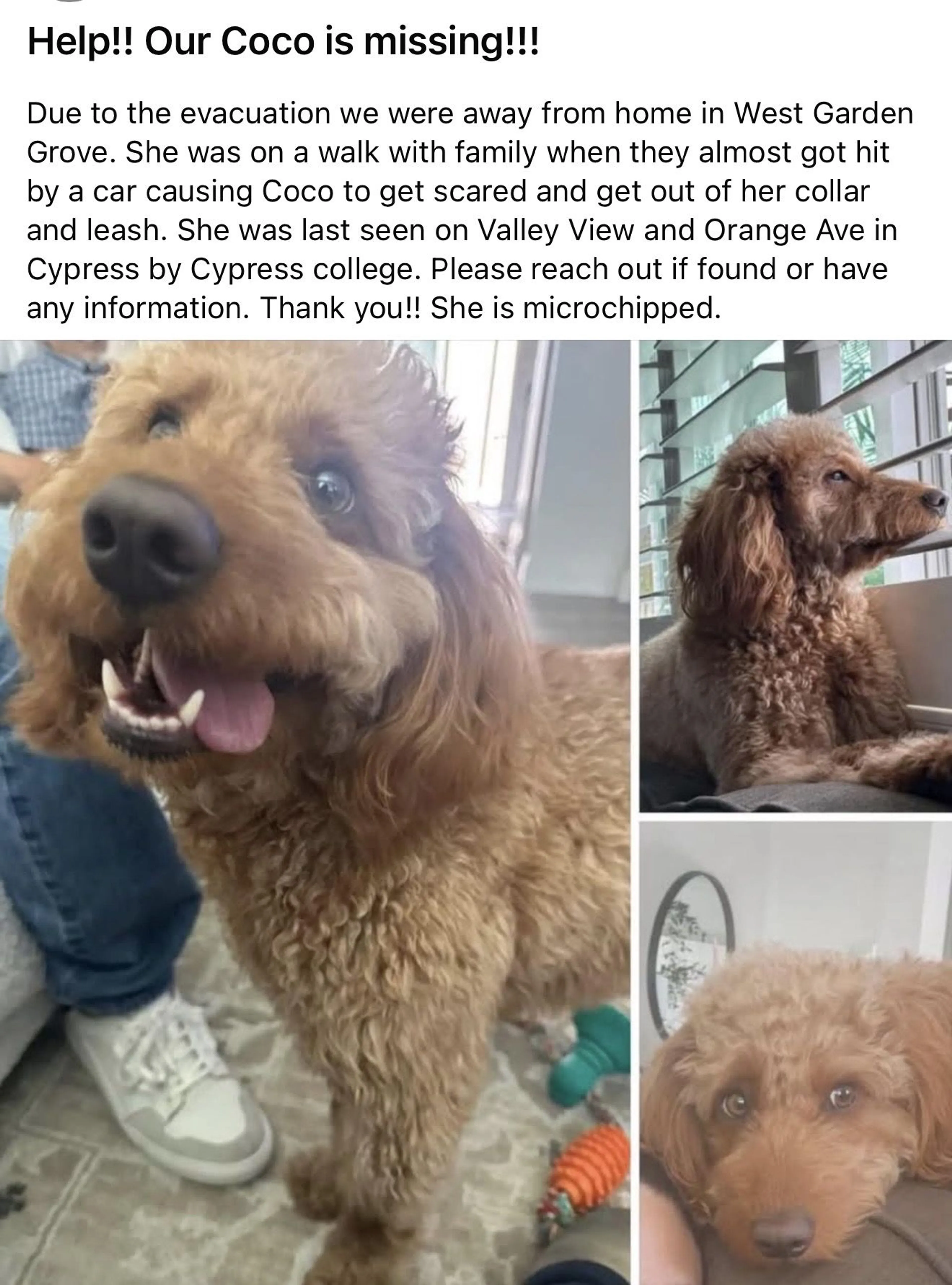 Lost pet-3