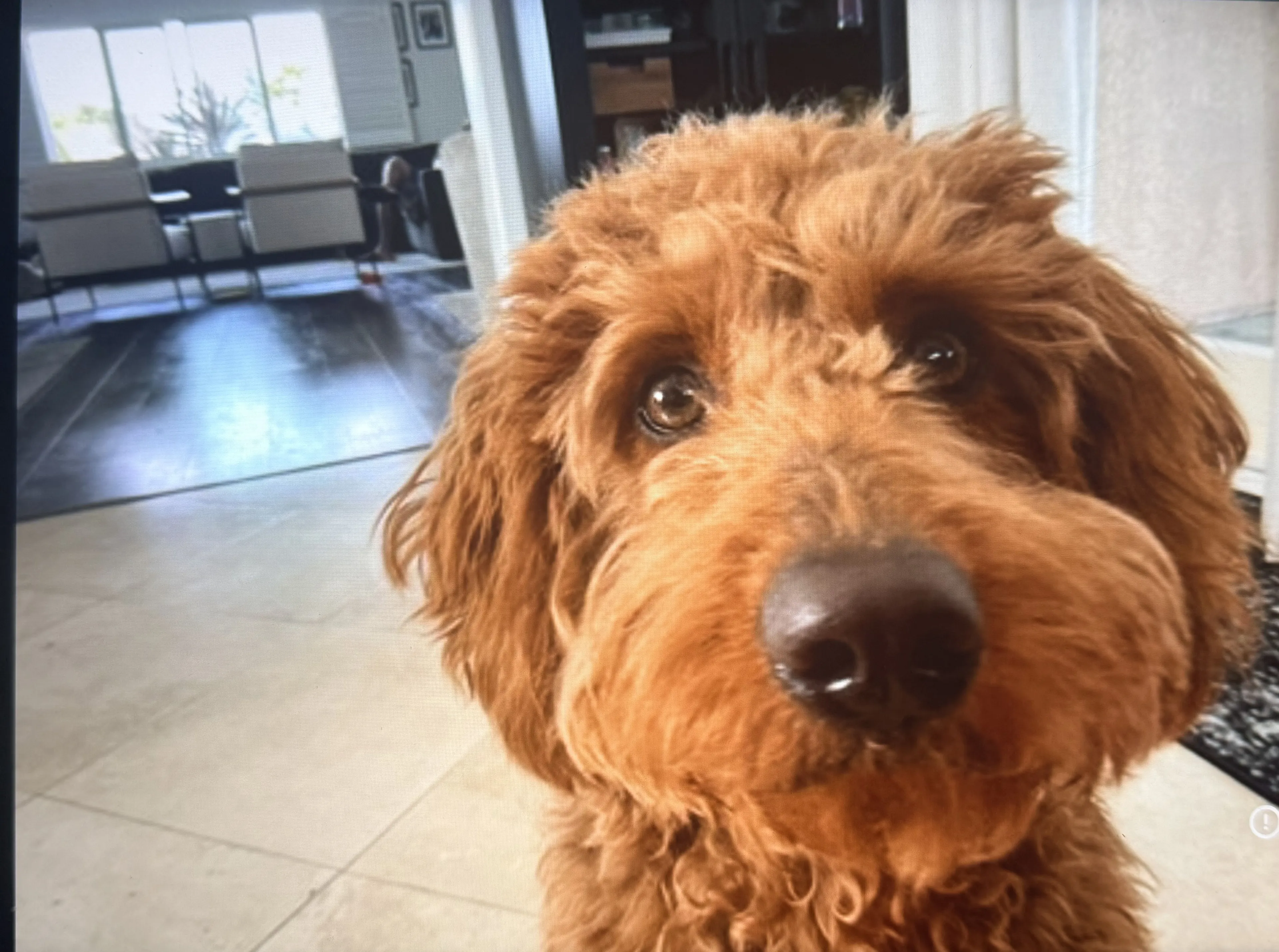 Lost pet-2