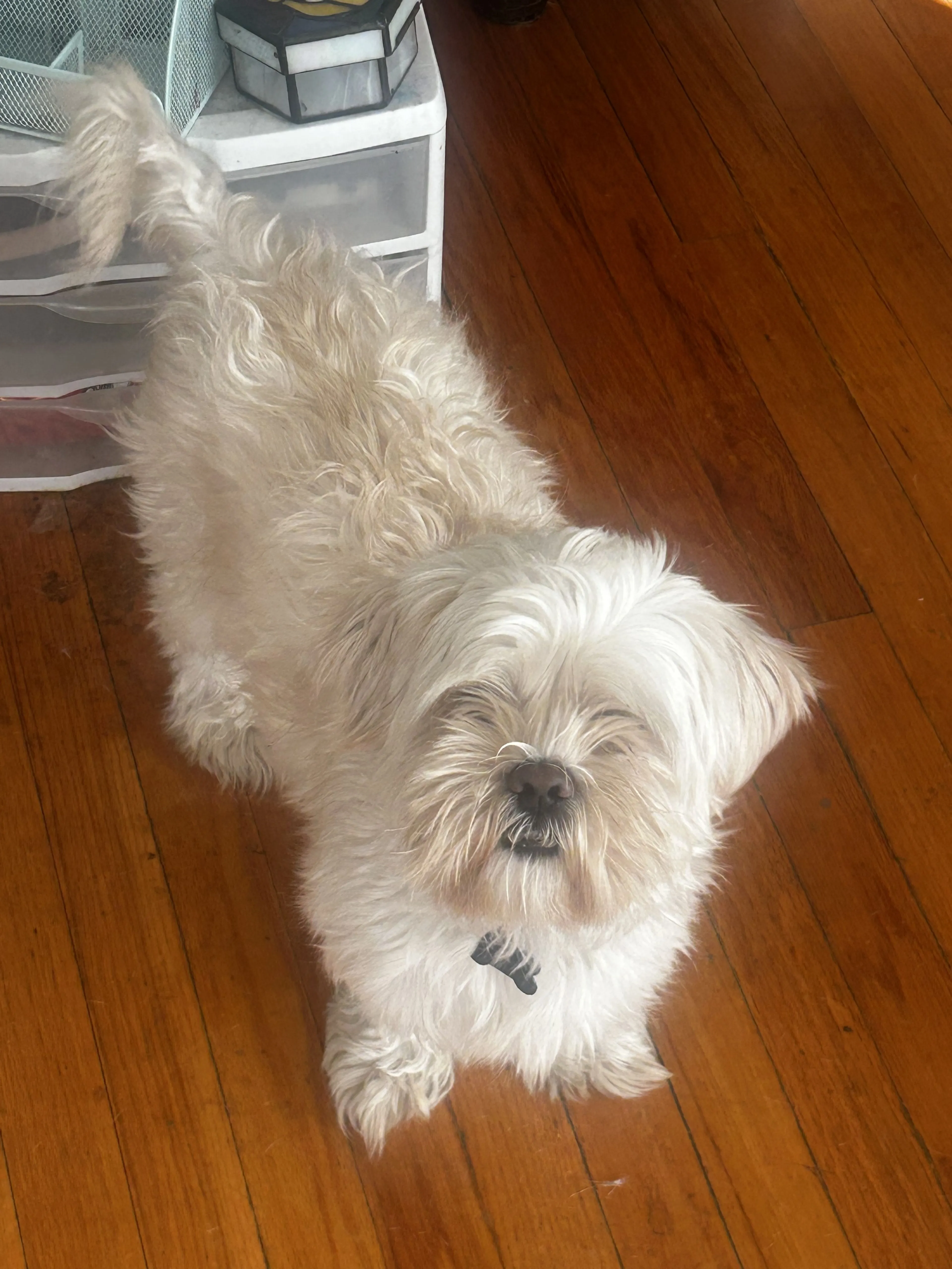 Lost pet-1