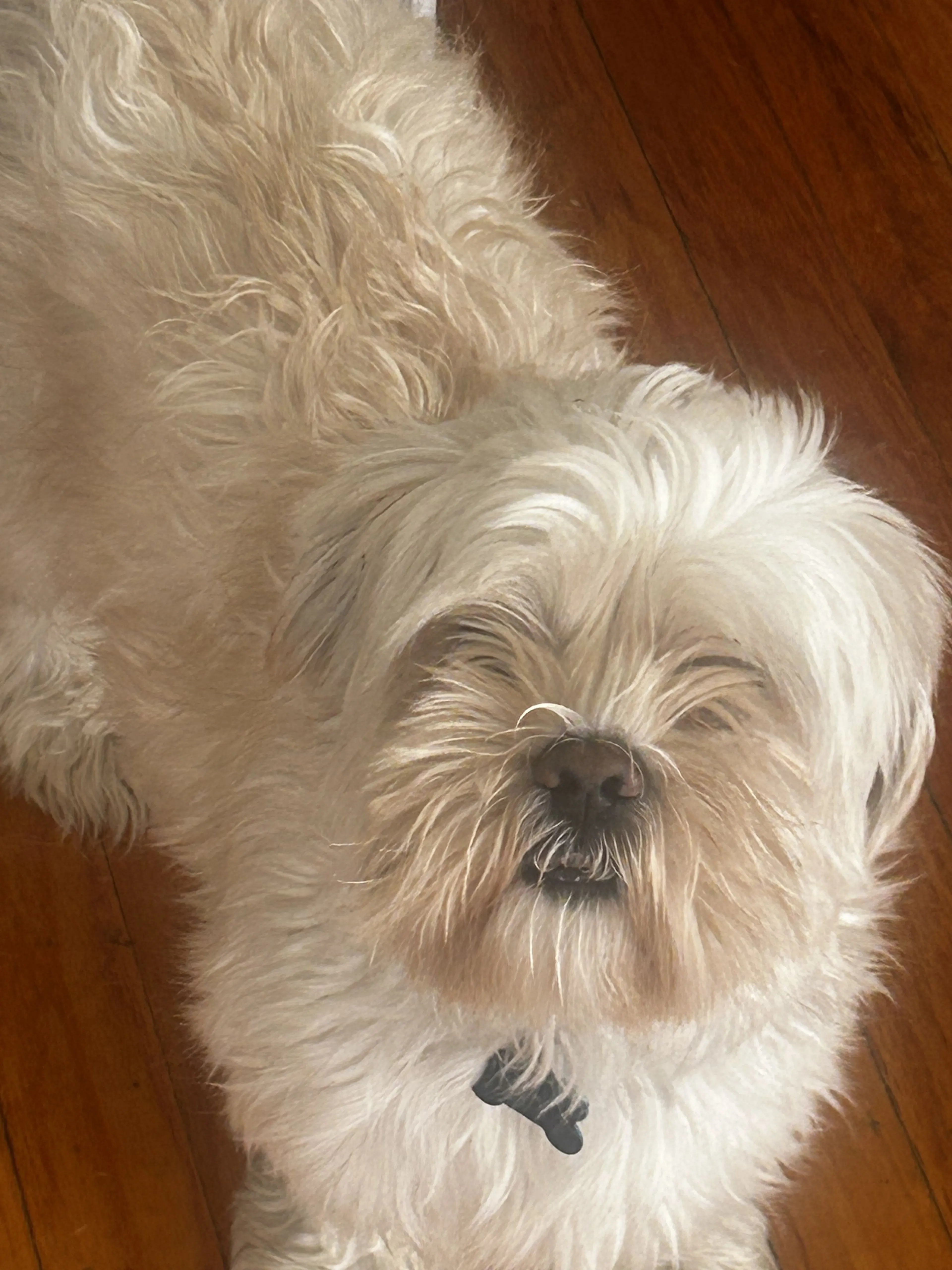 Lost pet-2