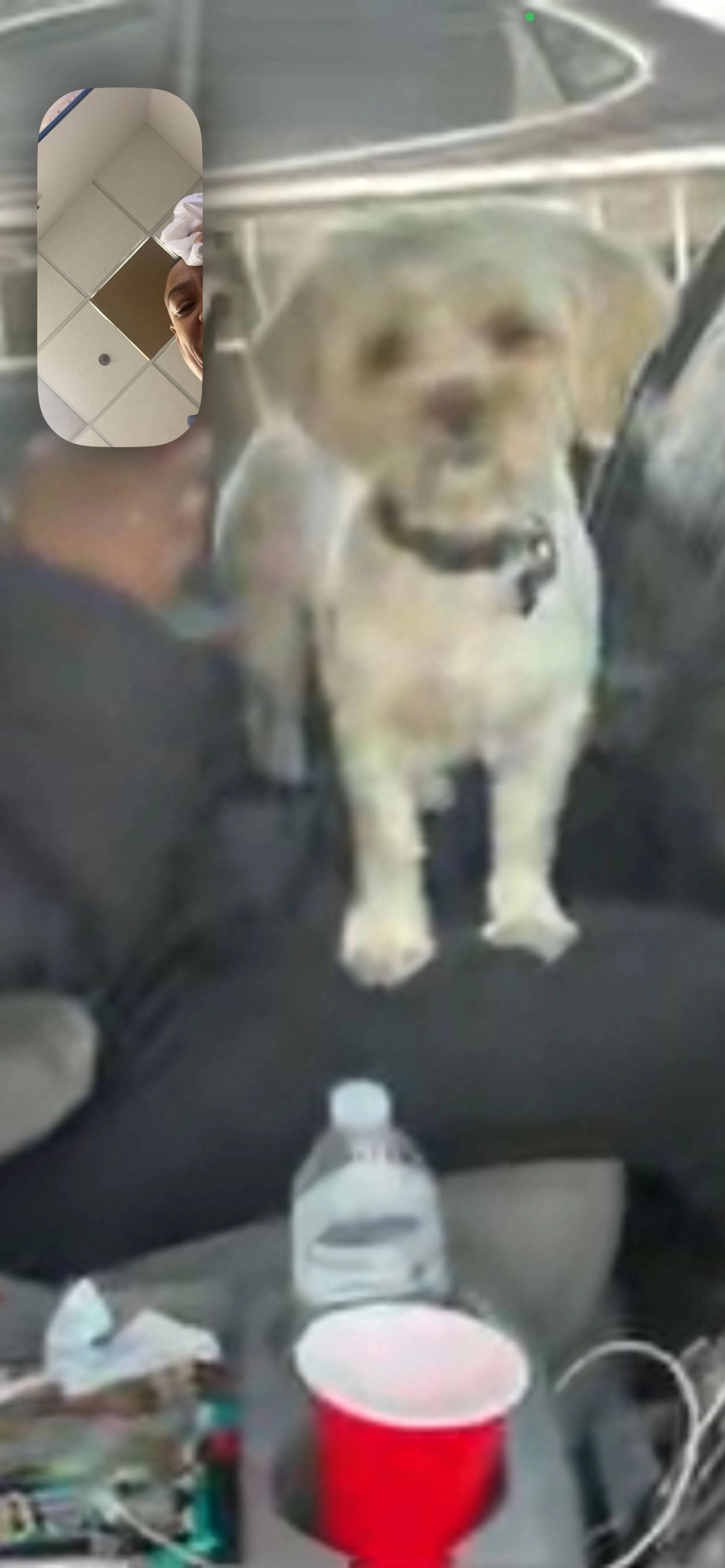Lost pet-0