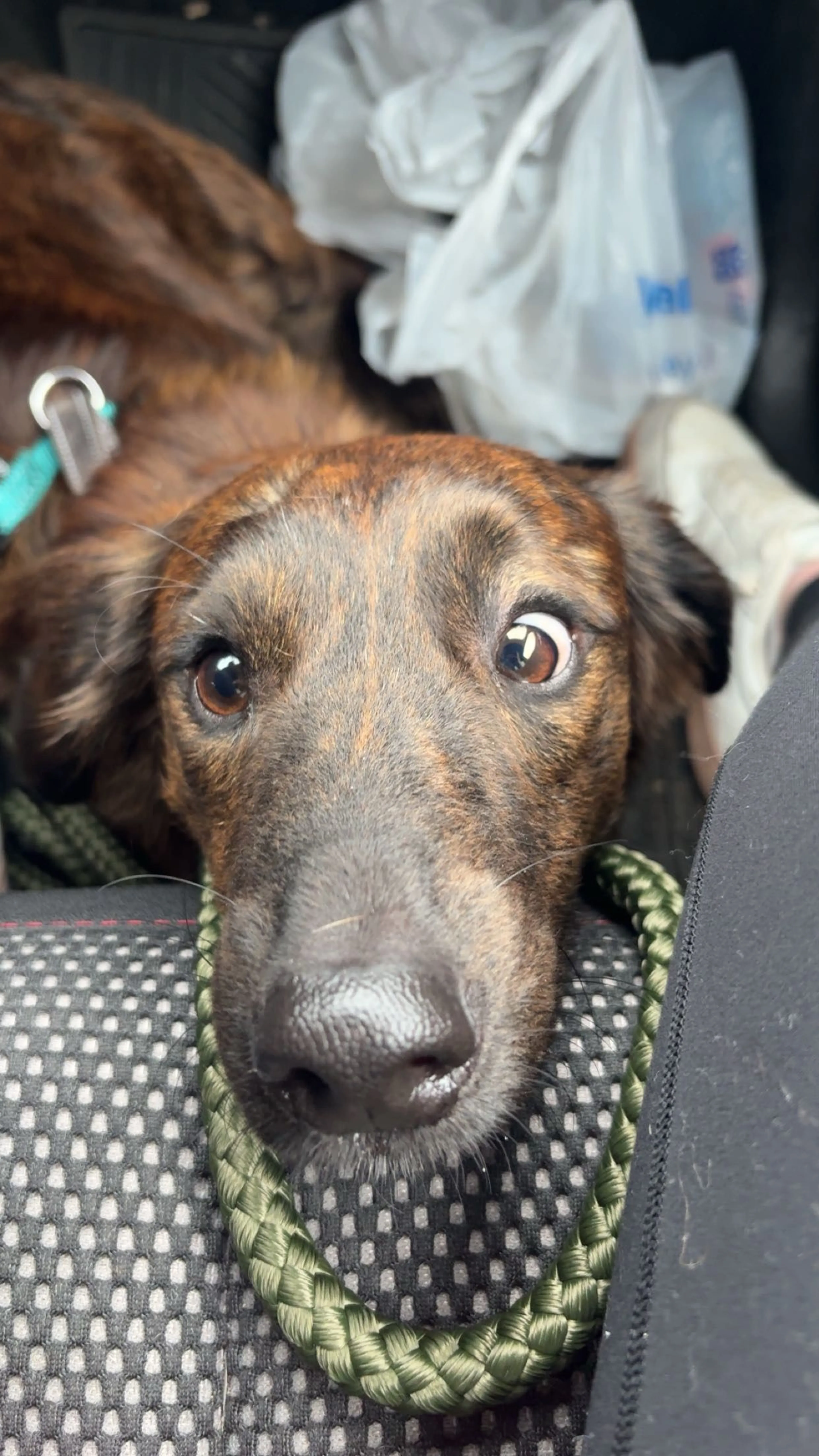 Lost pet-0