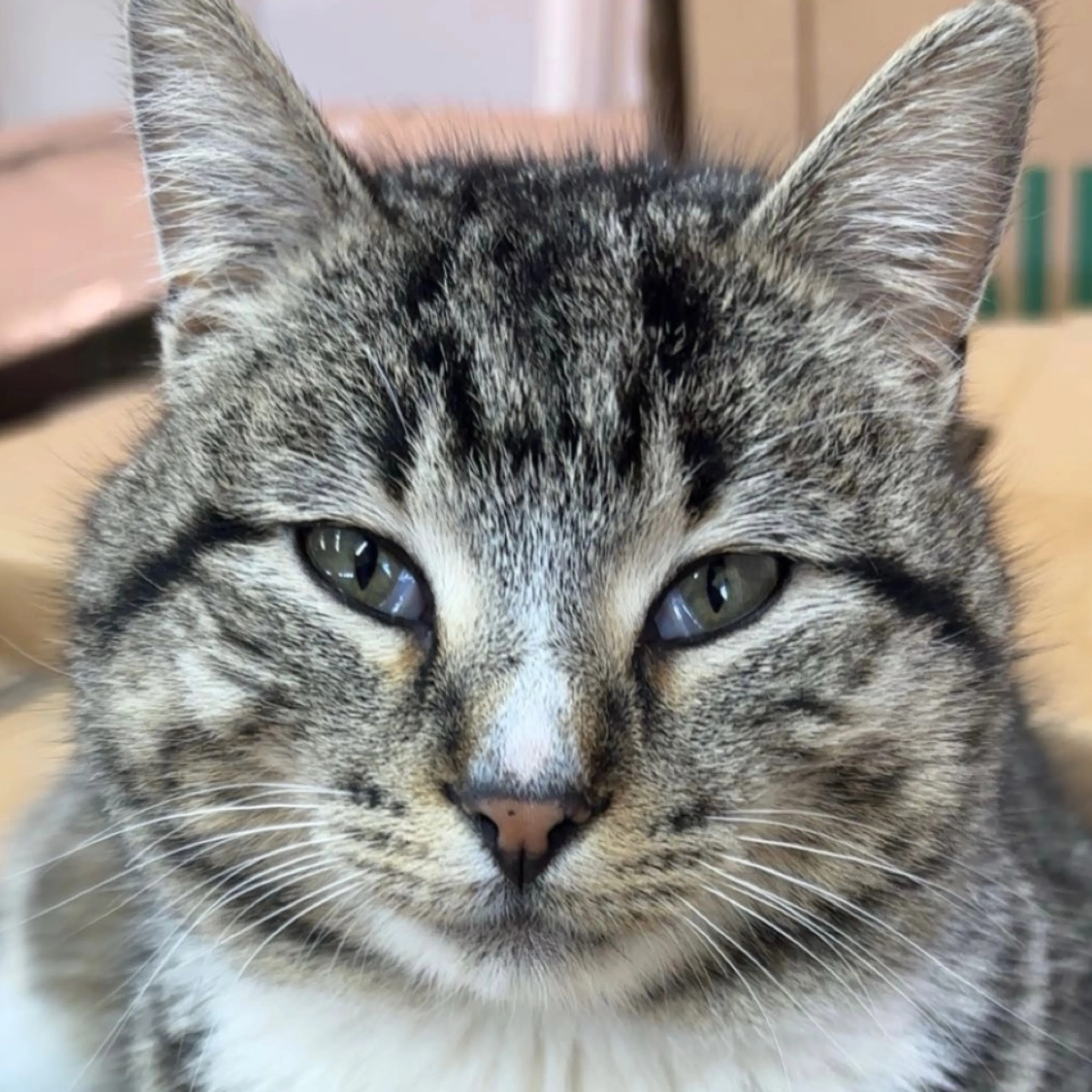 Lost pet