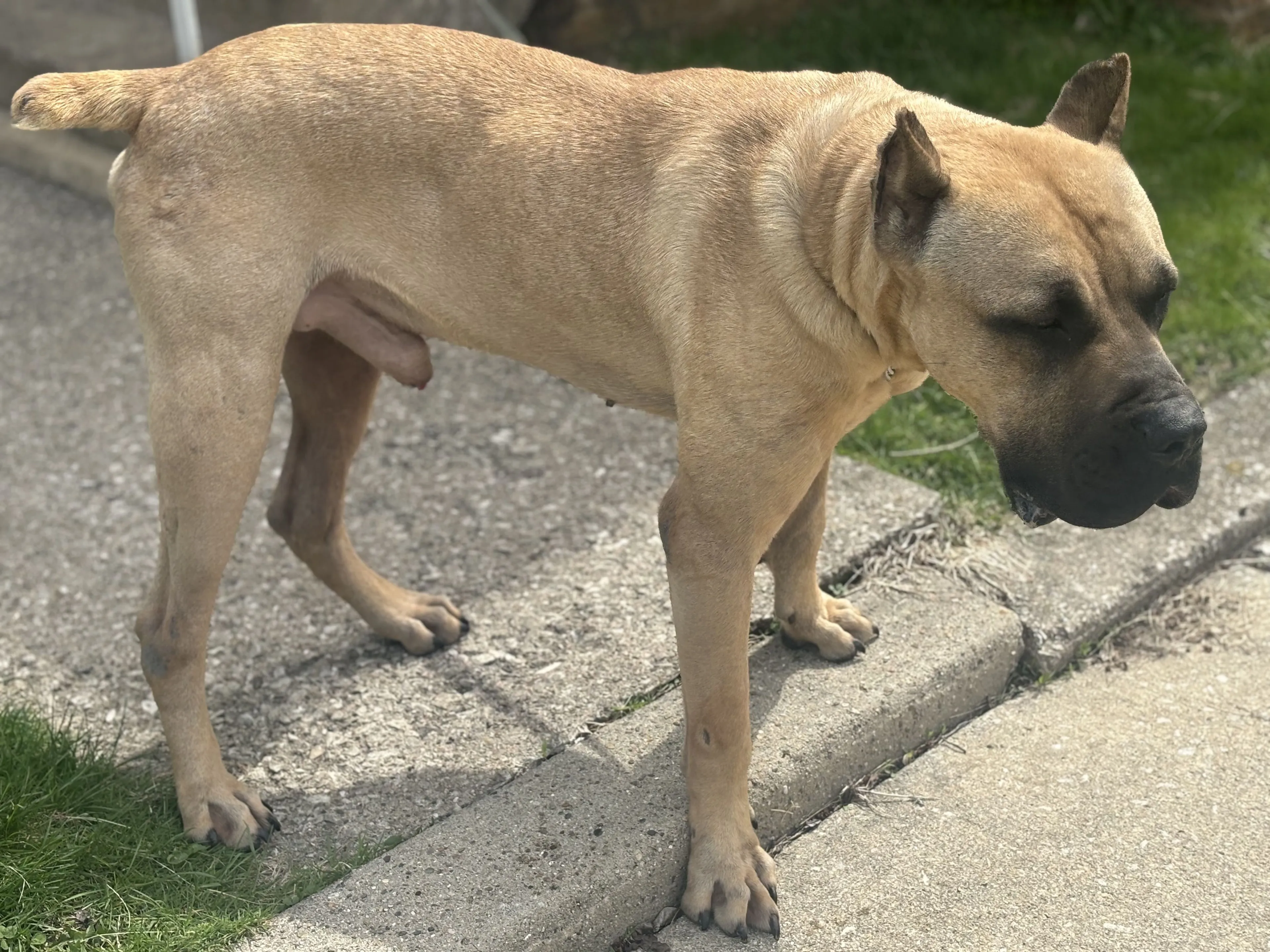 Lost pet-2