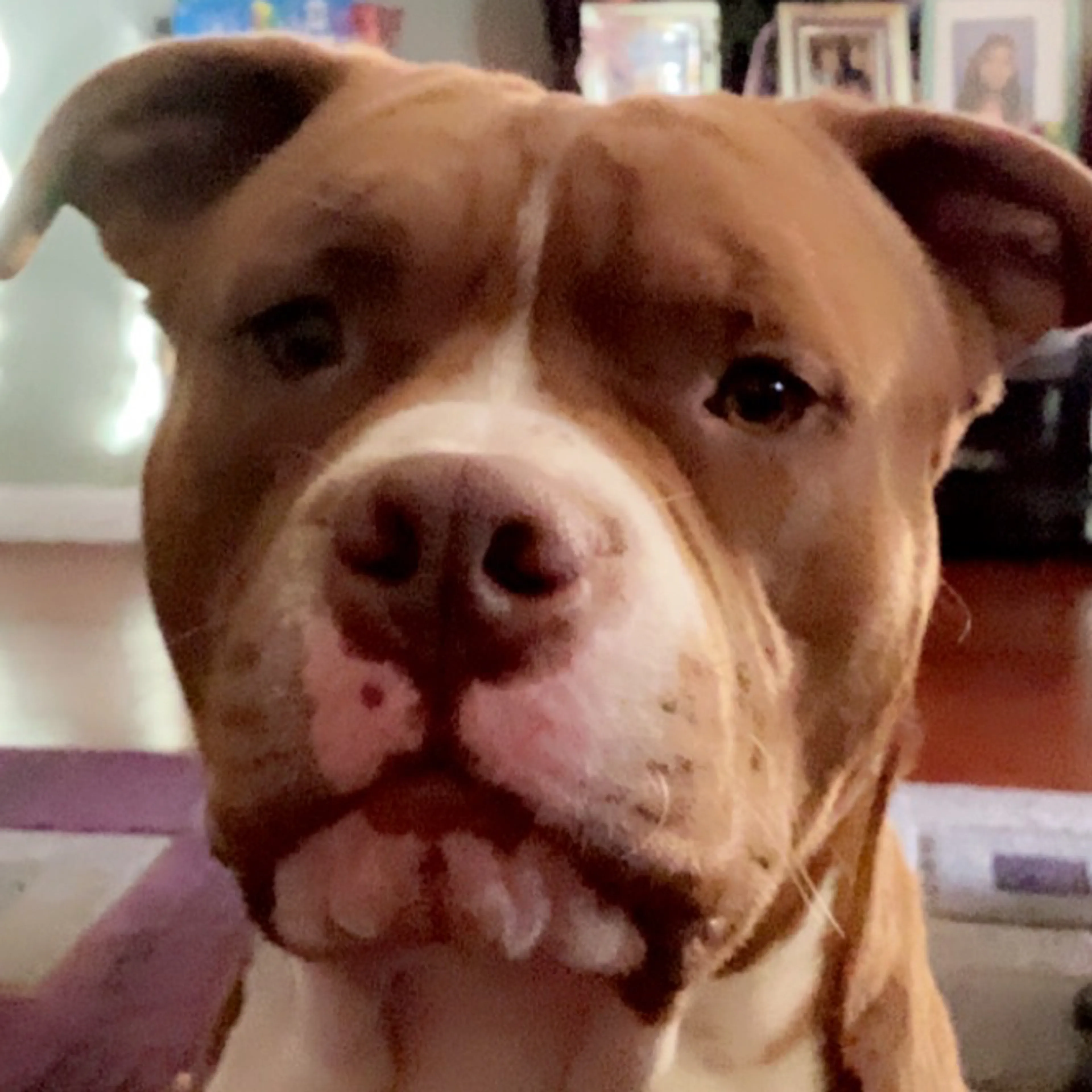 Lost pet-1