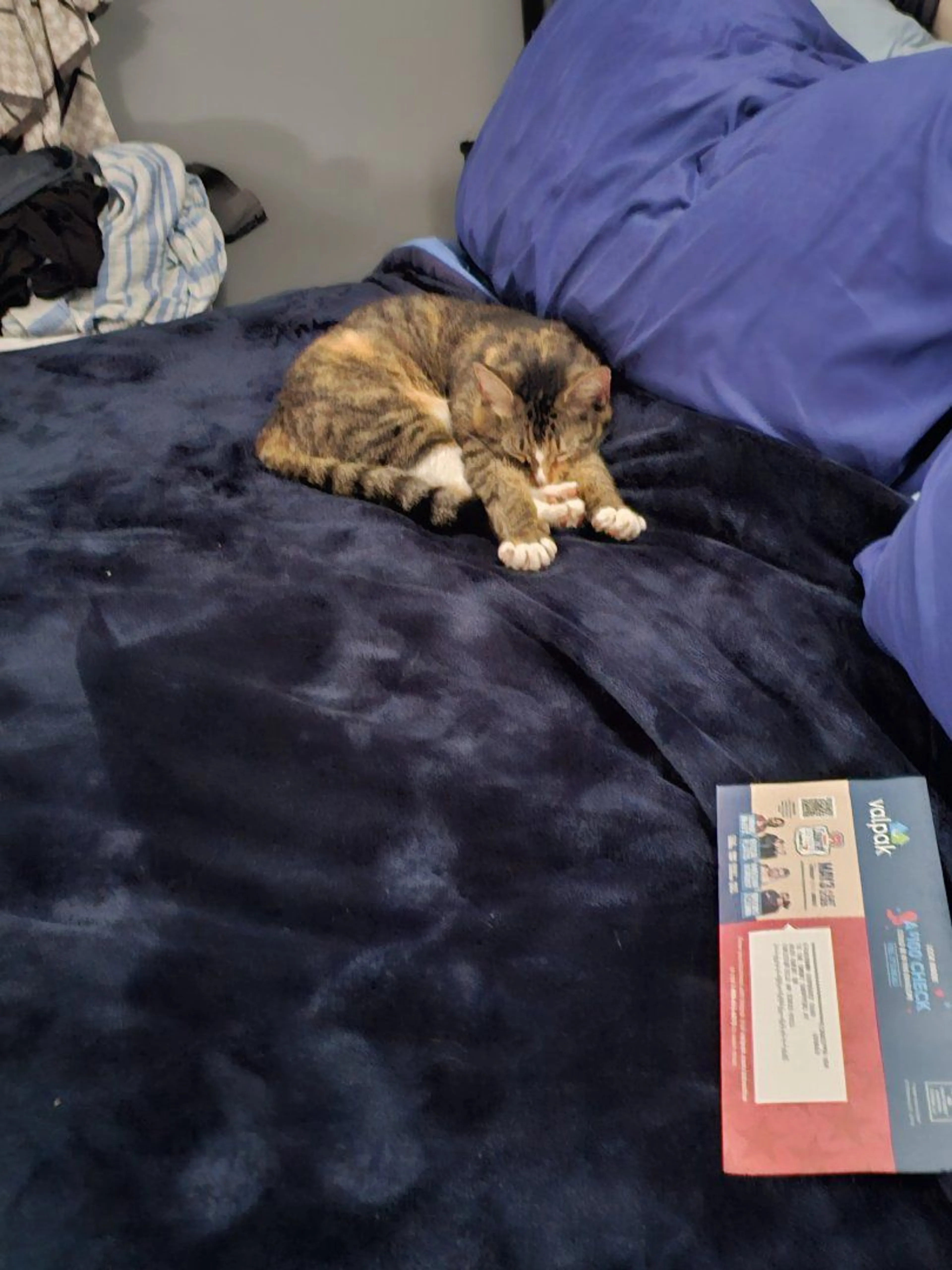Lost pet-1
