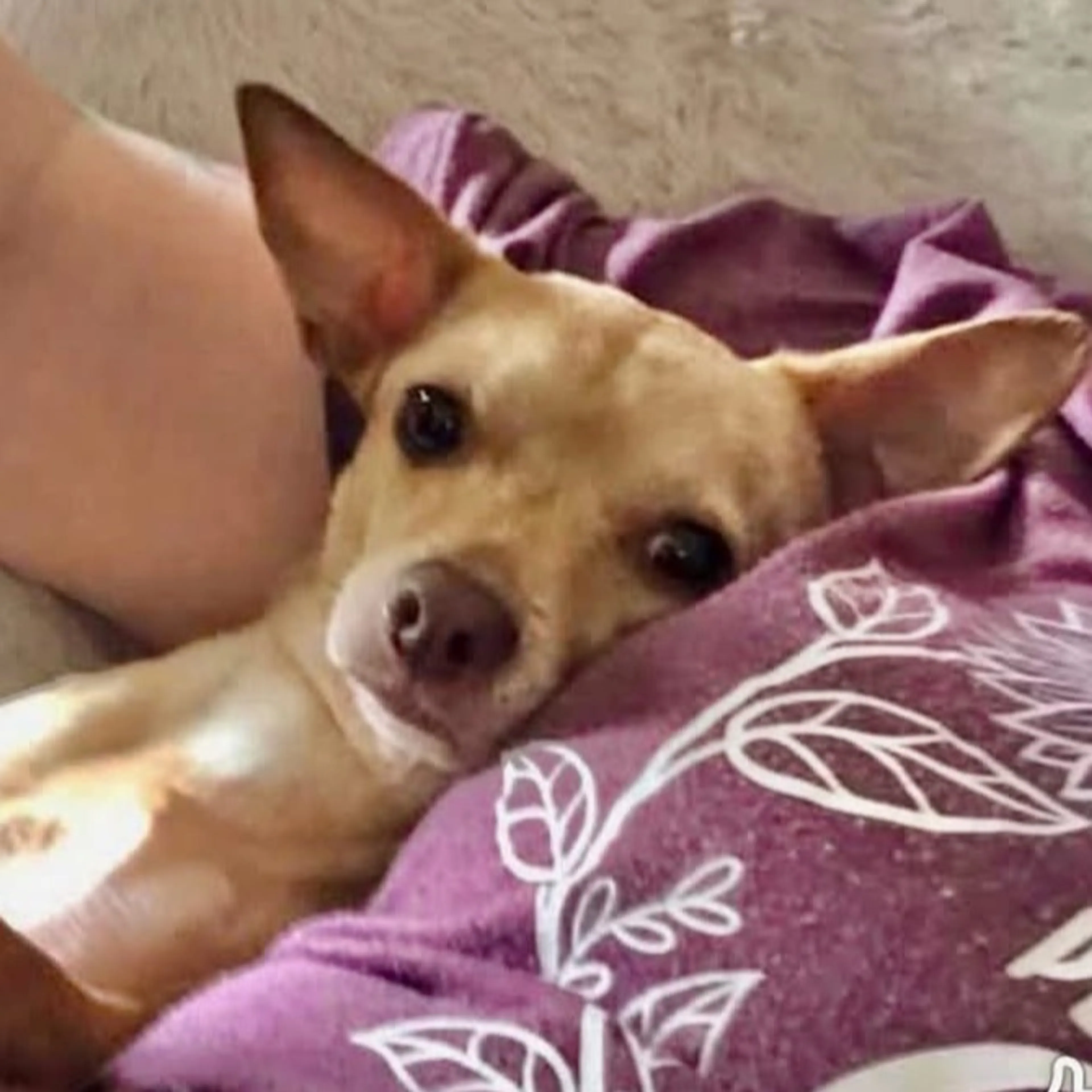 cdn image