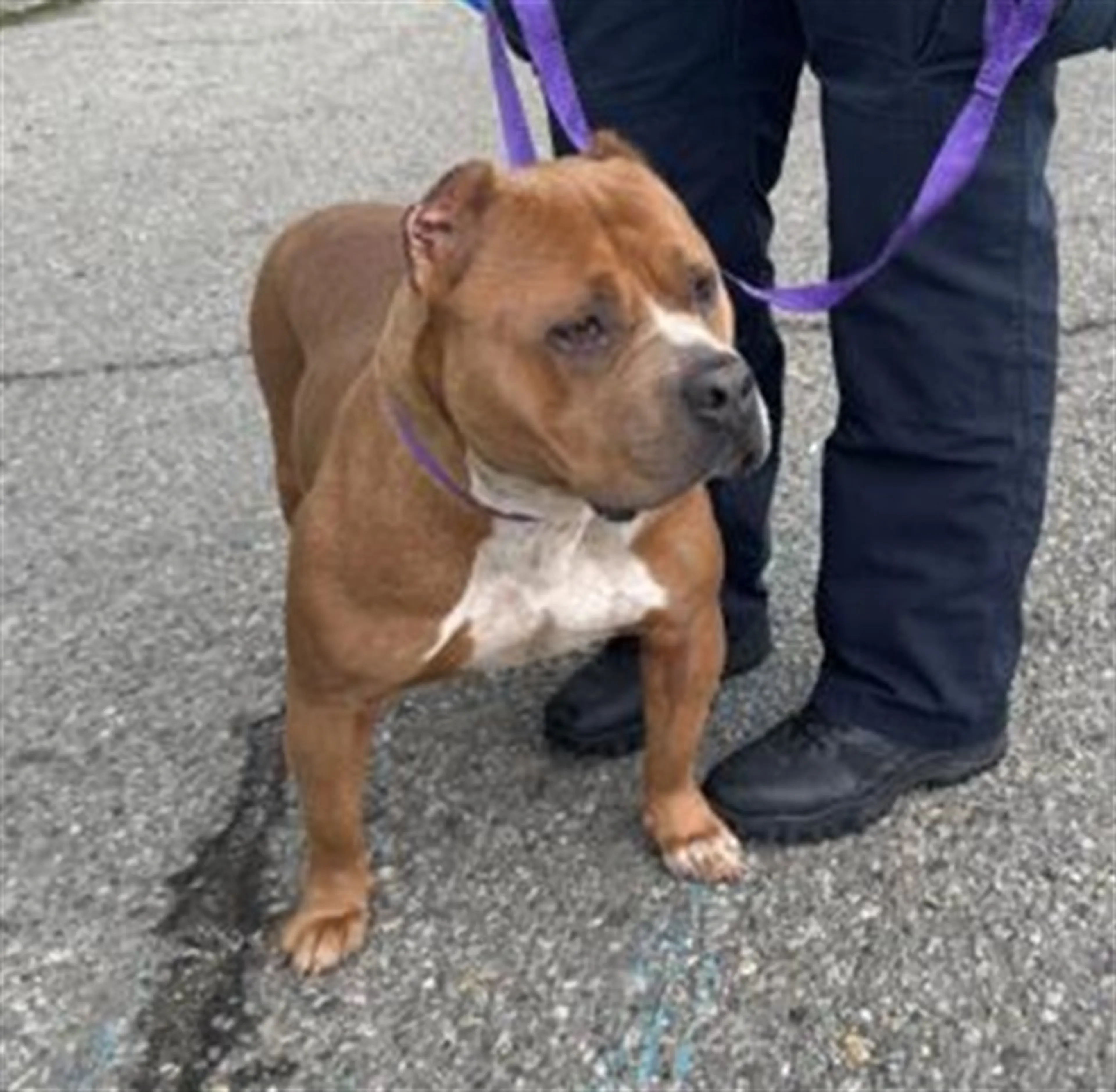 Found pet