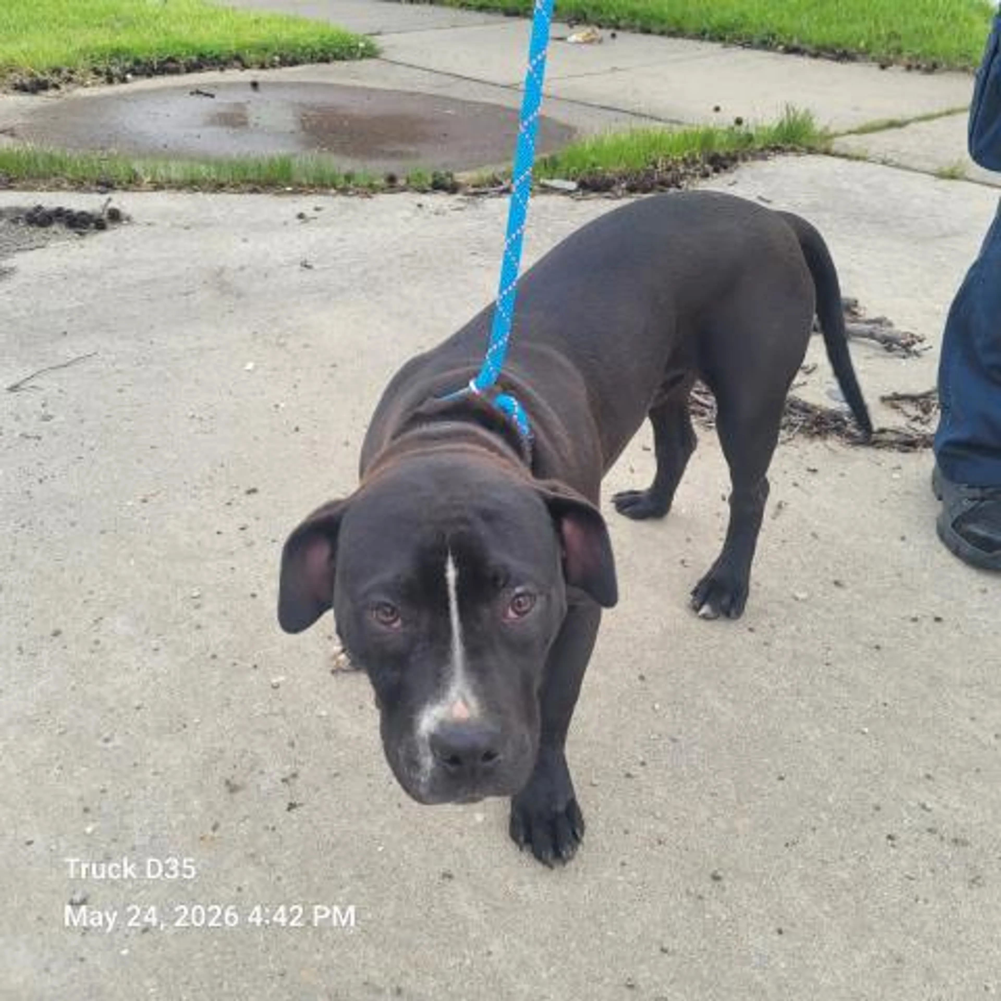 Found pet
