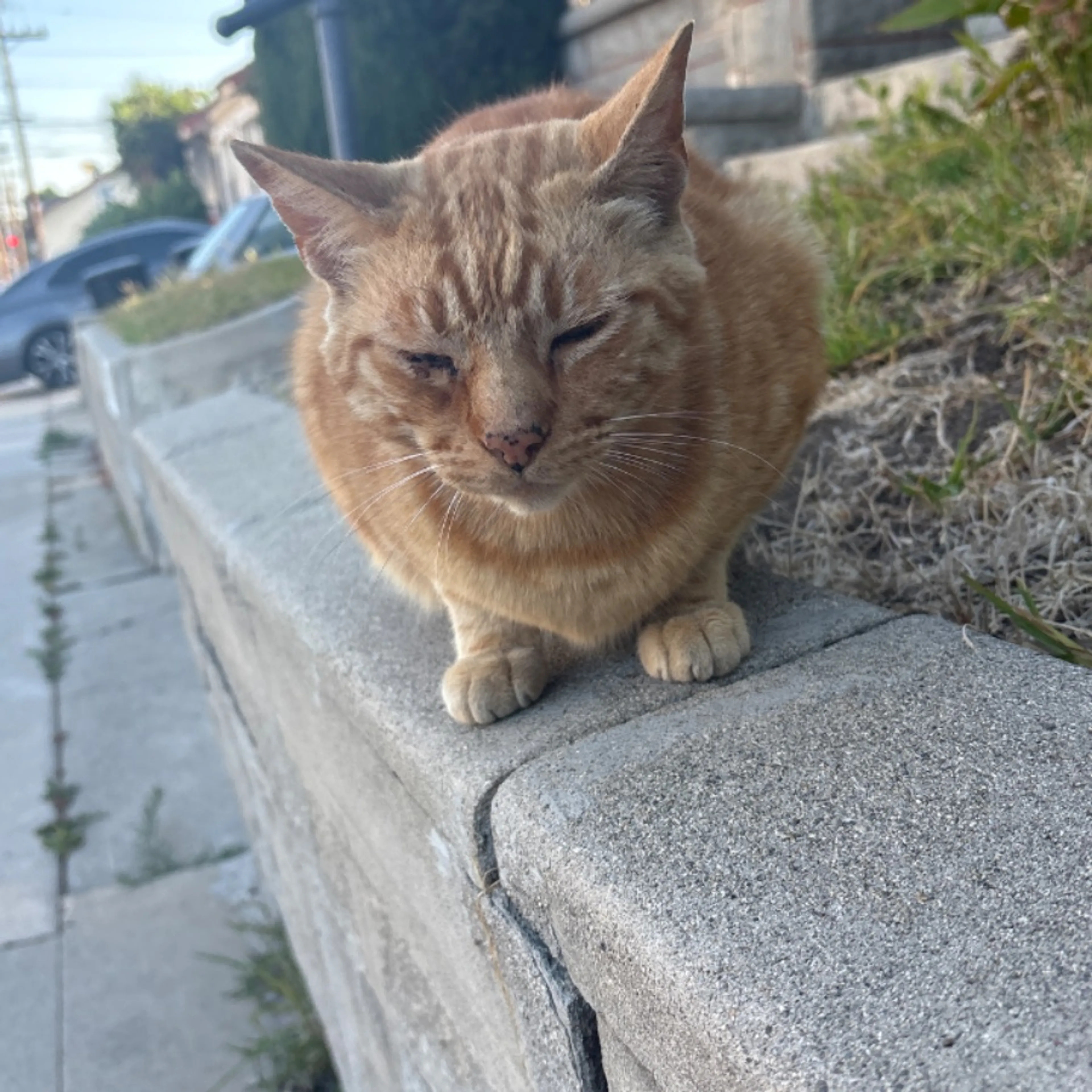 cdn image