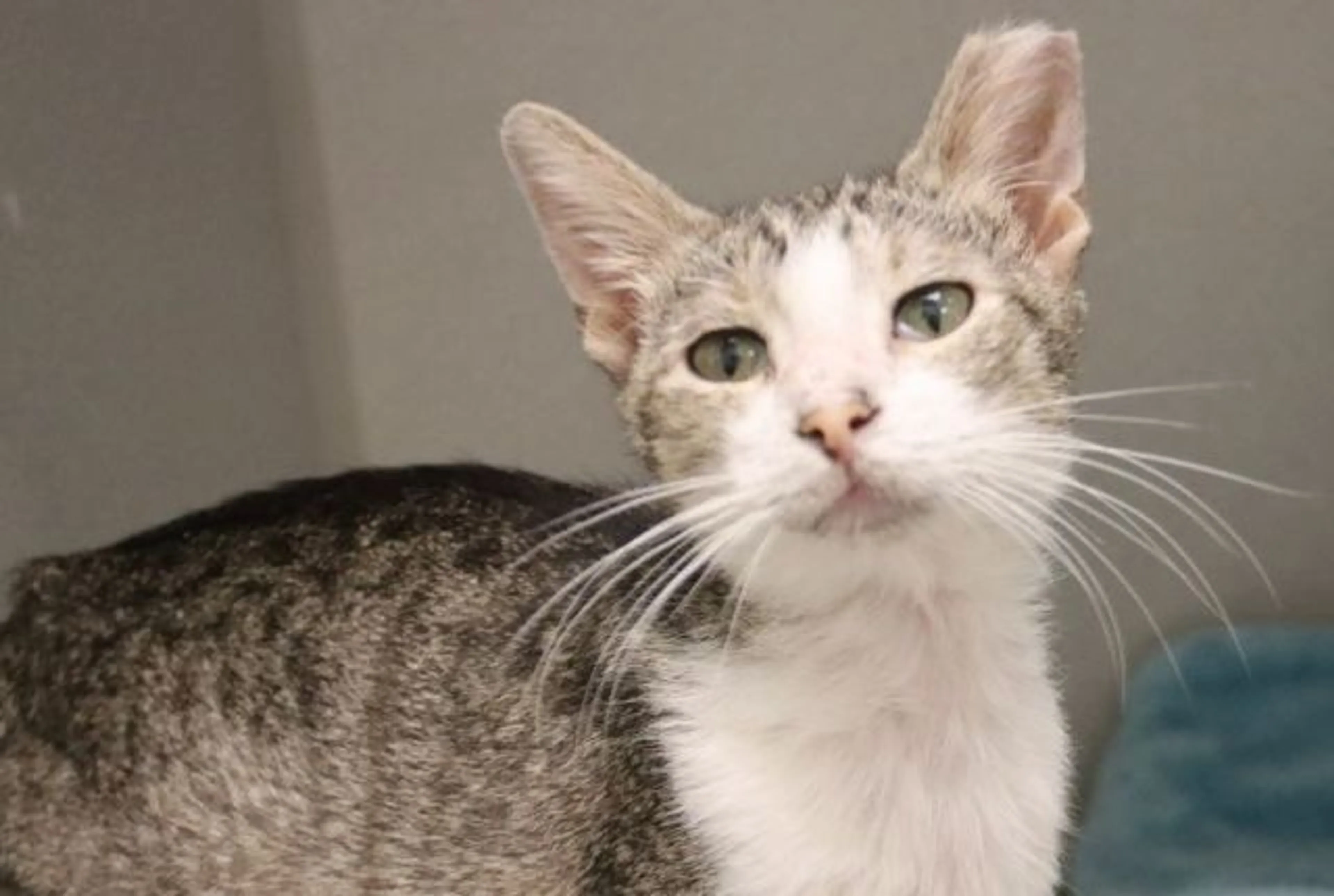 cdn image