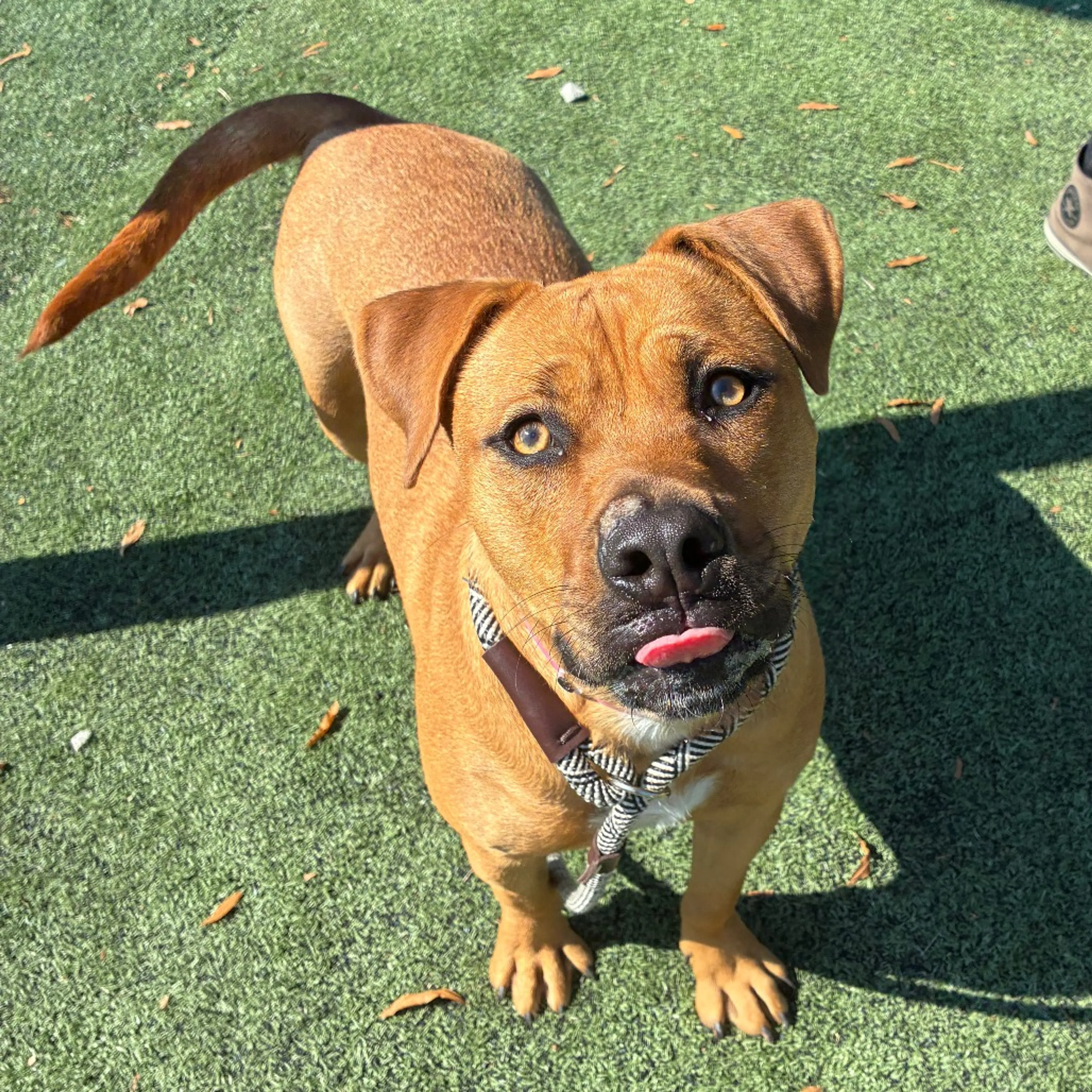 cdn image