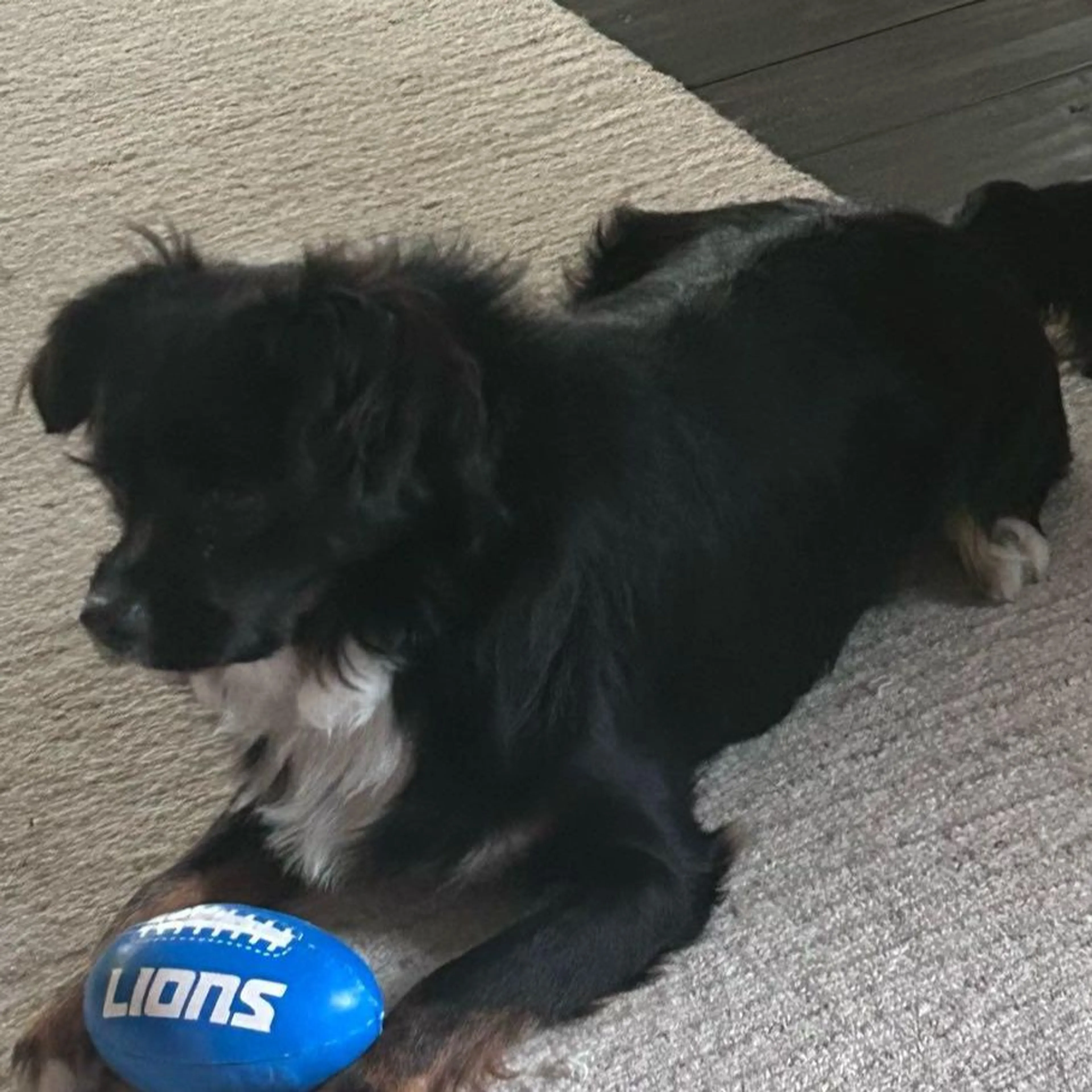 Lost pet