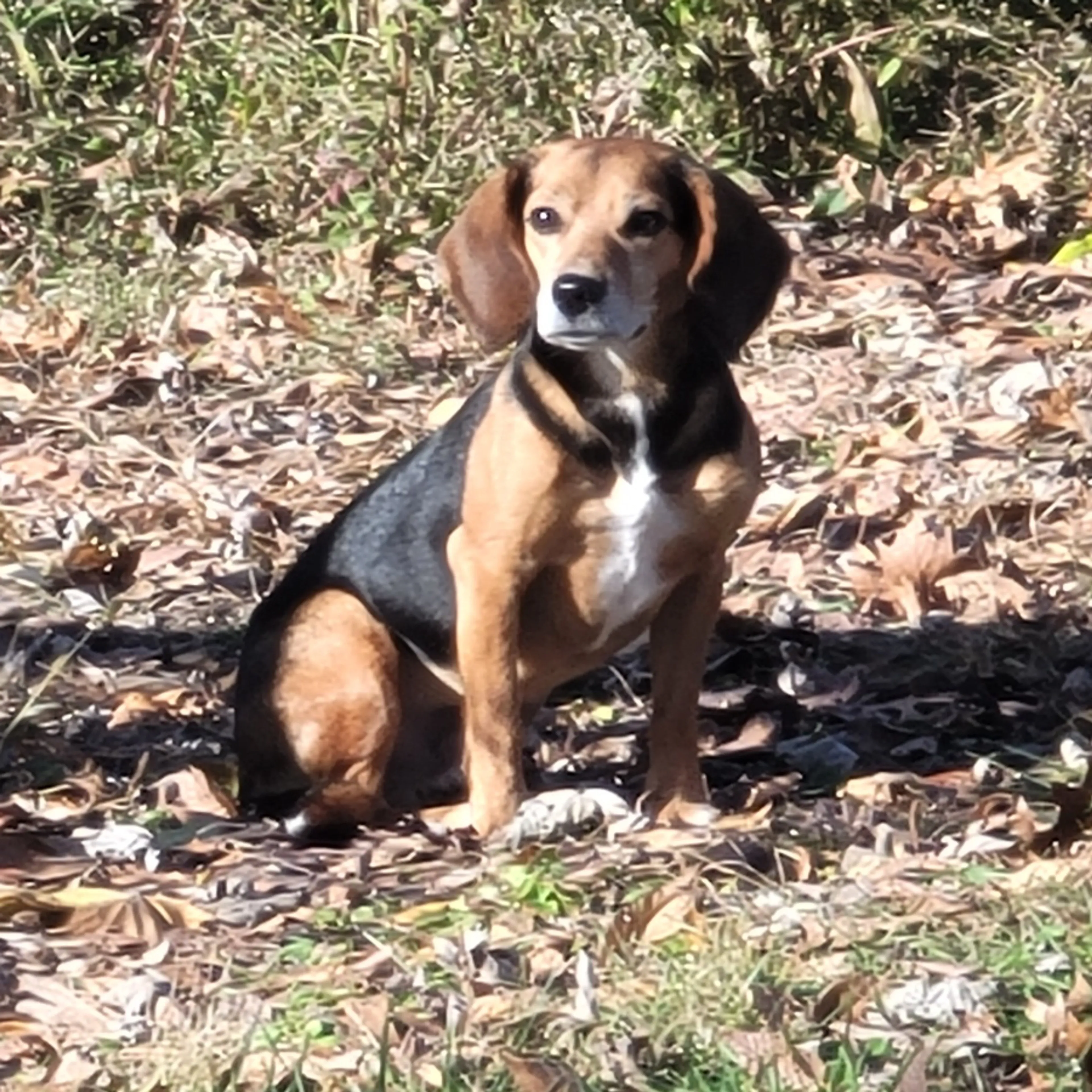 Lost pet-2