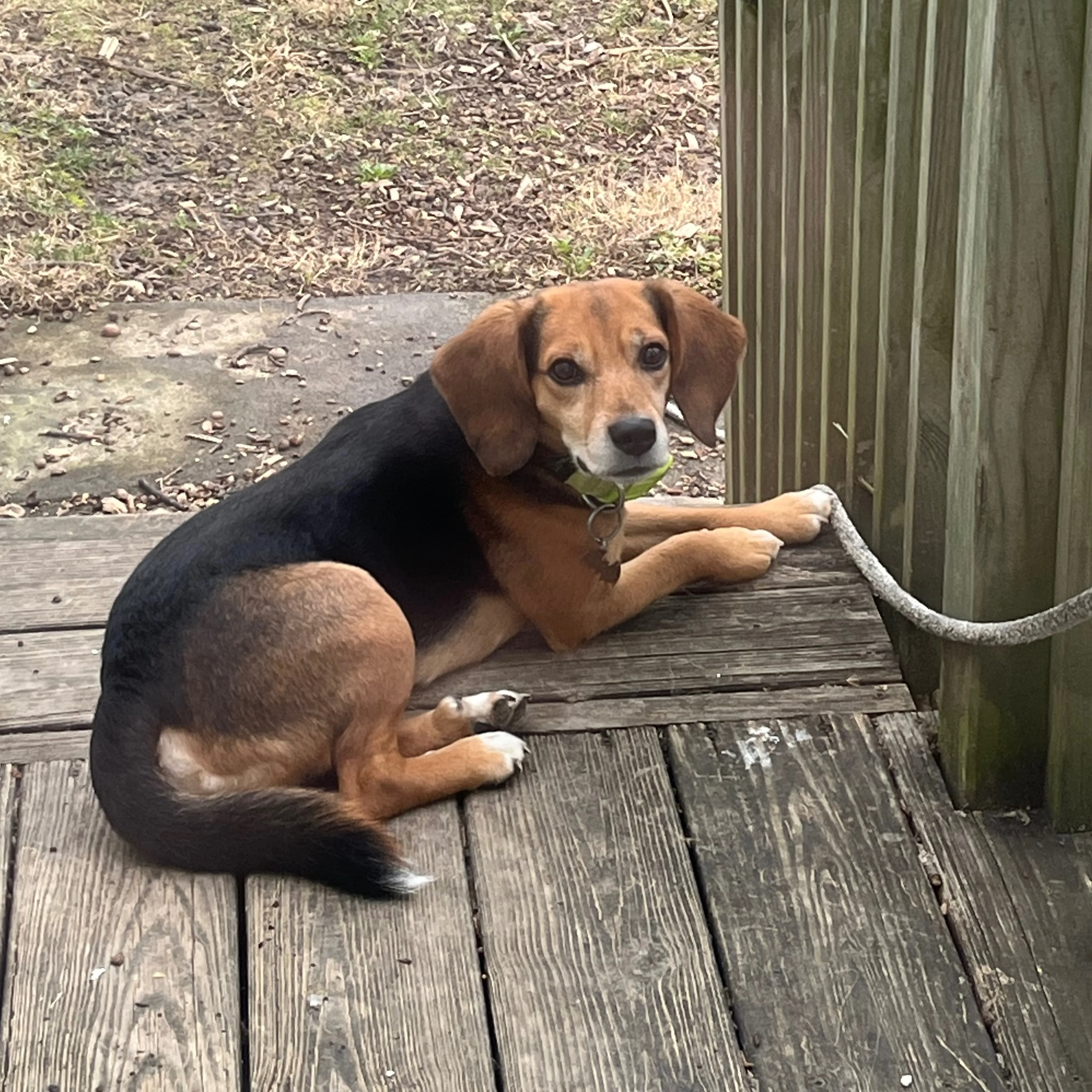 Lost pet-1