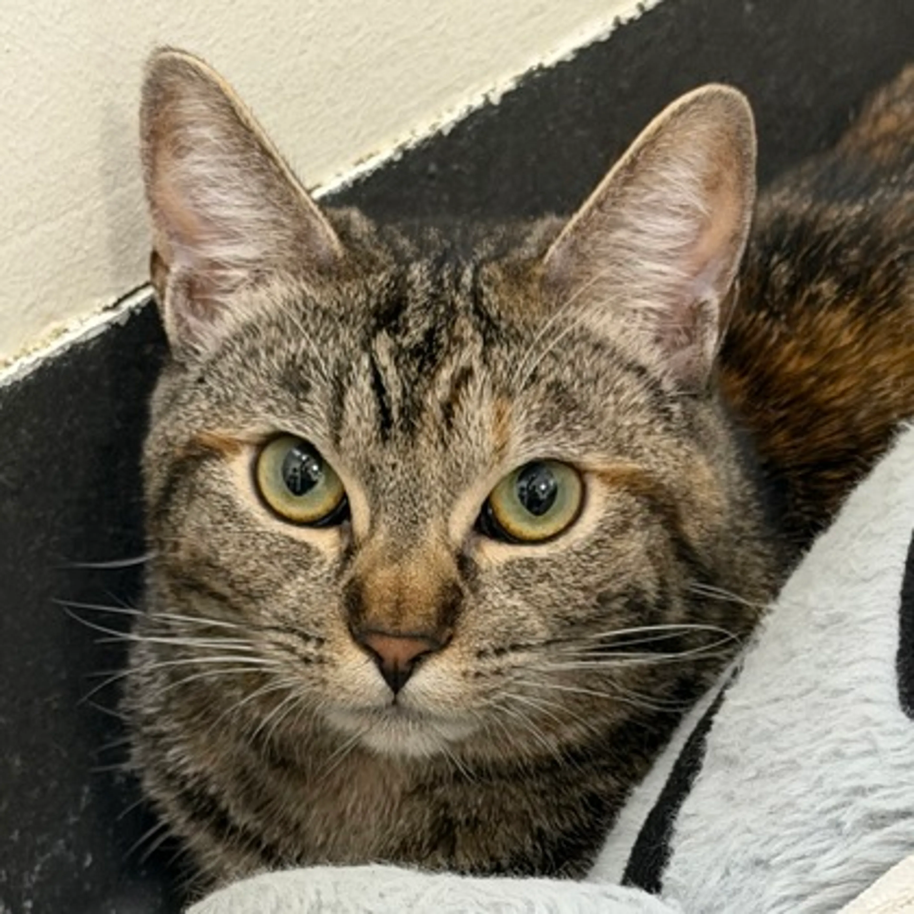 Found pet-1