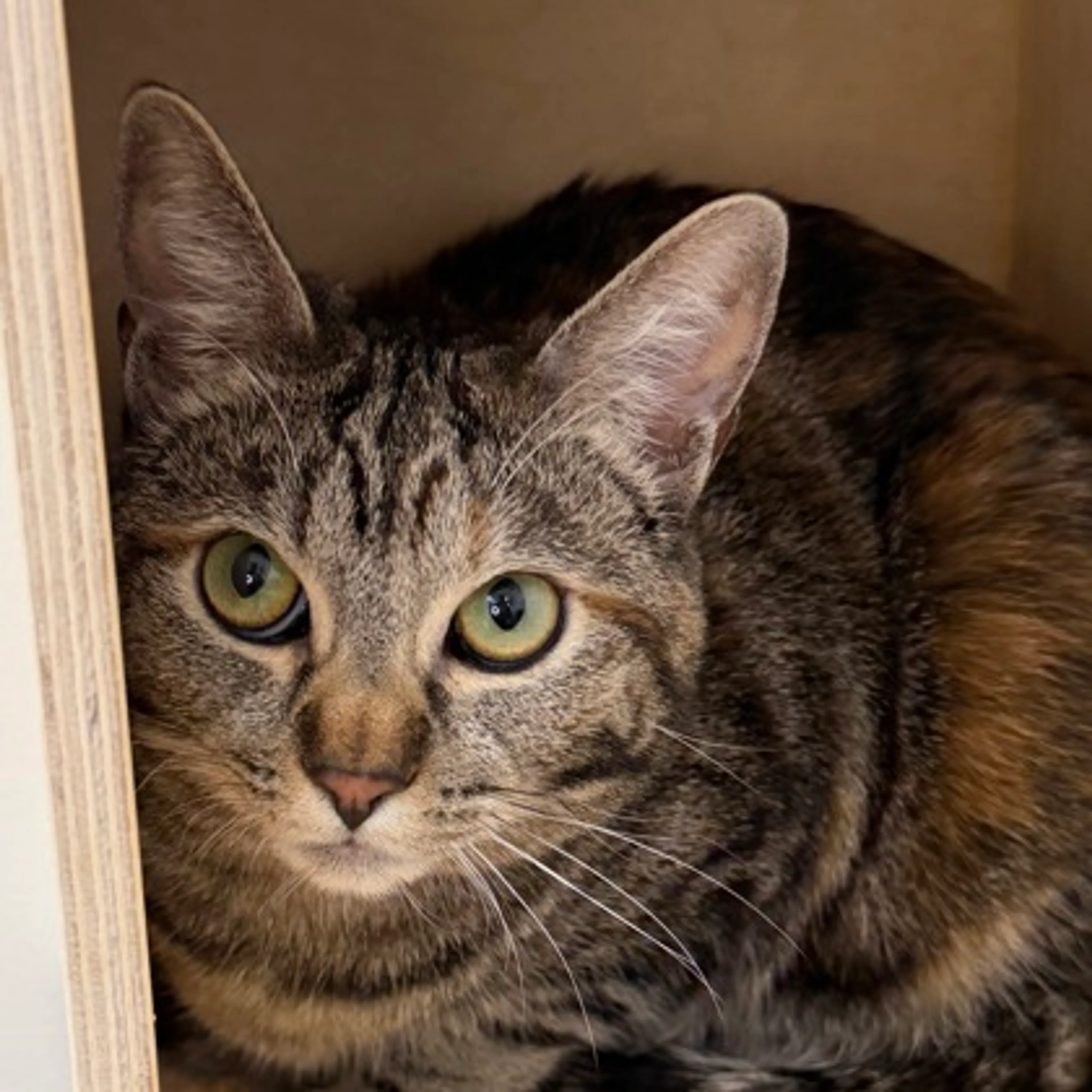 Found pet-2