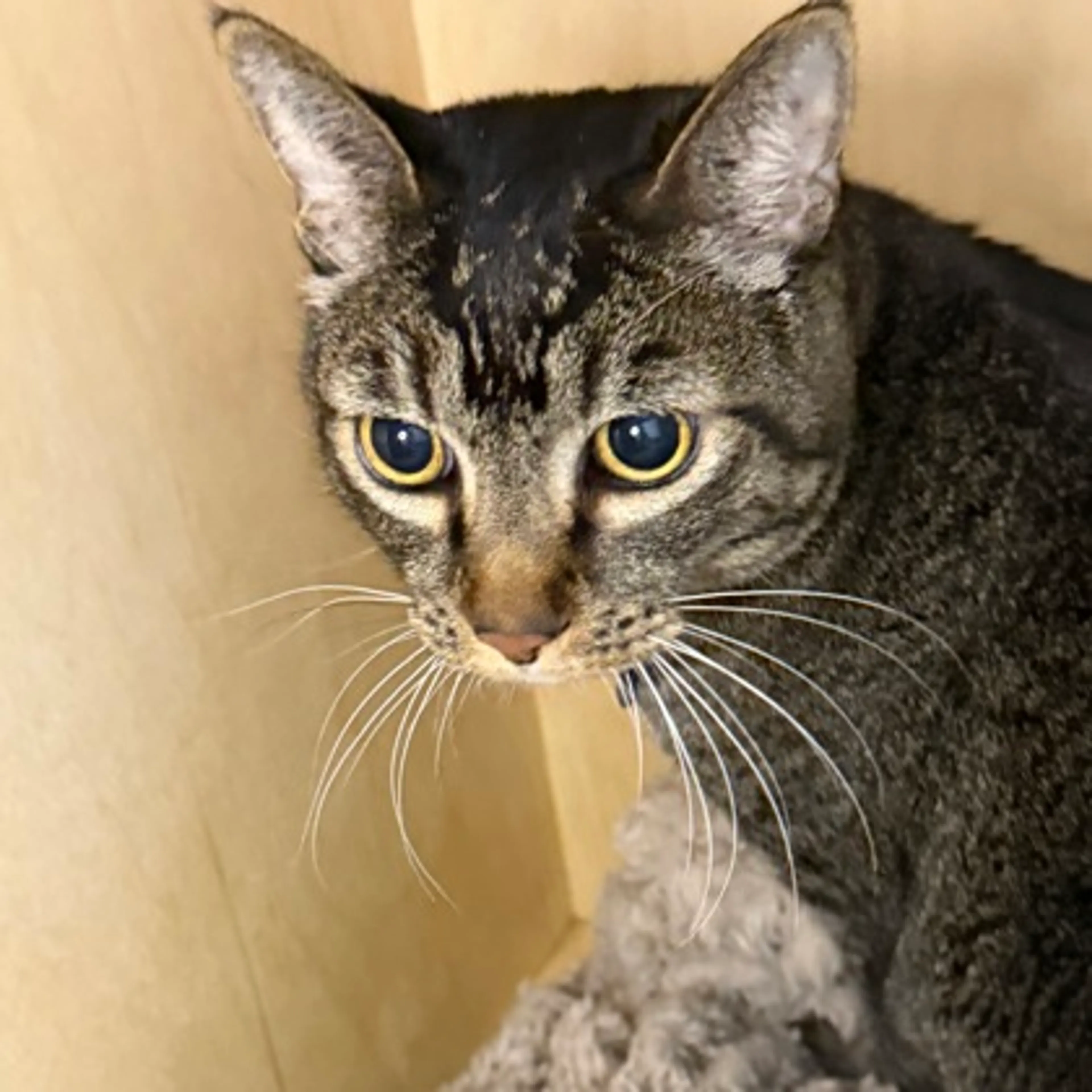 Found pet-2