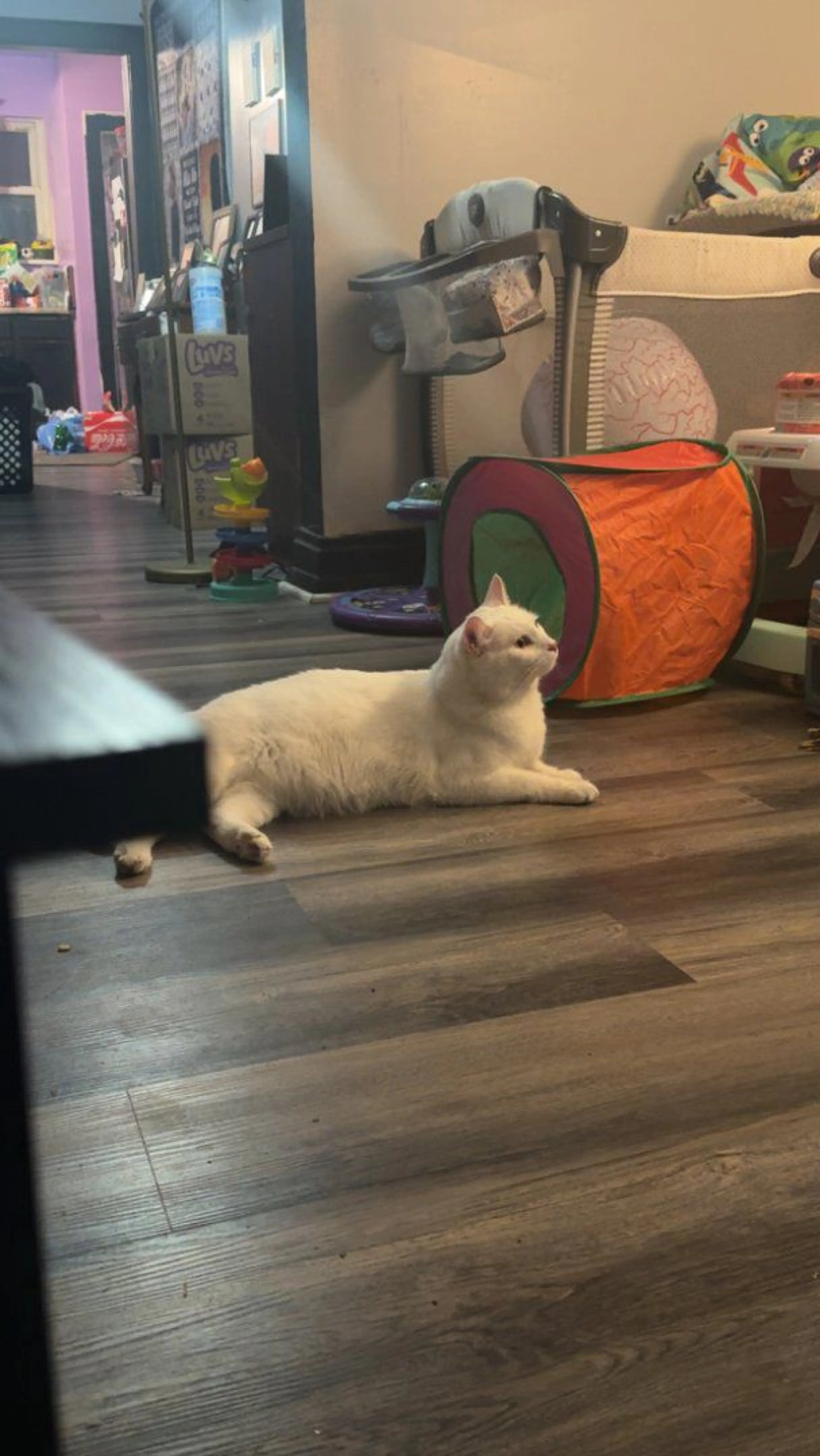 Lost pet