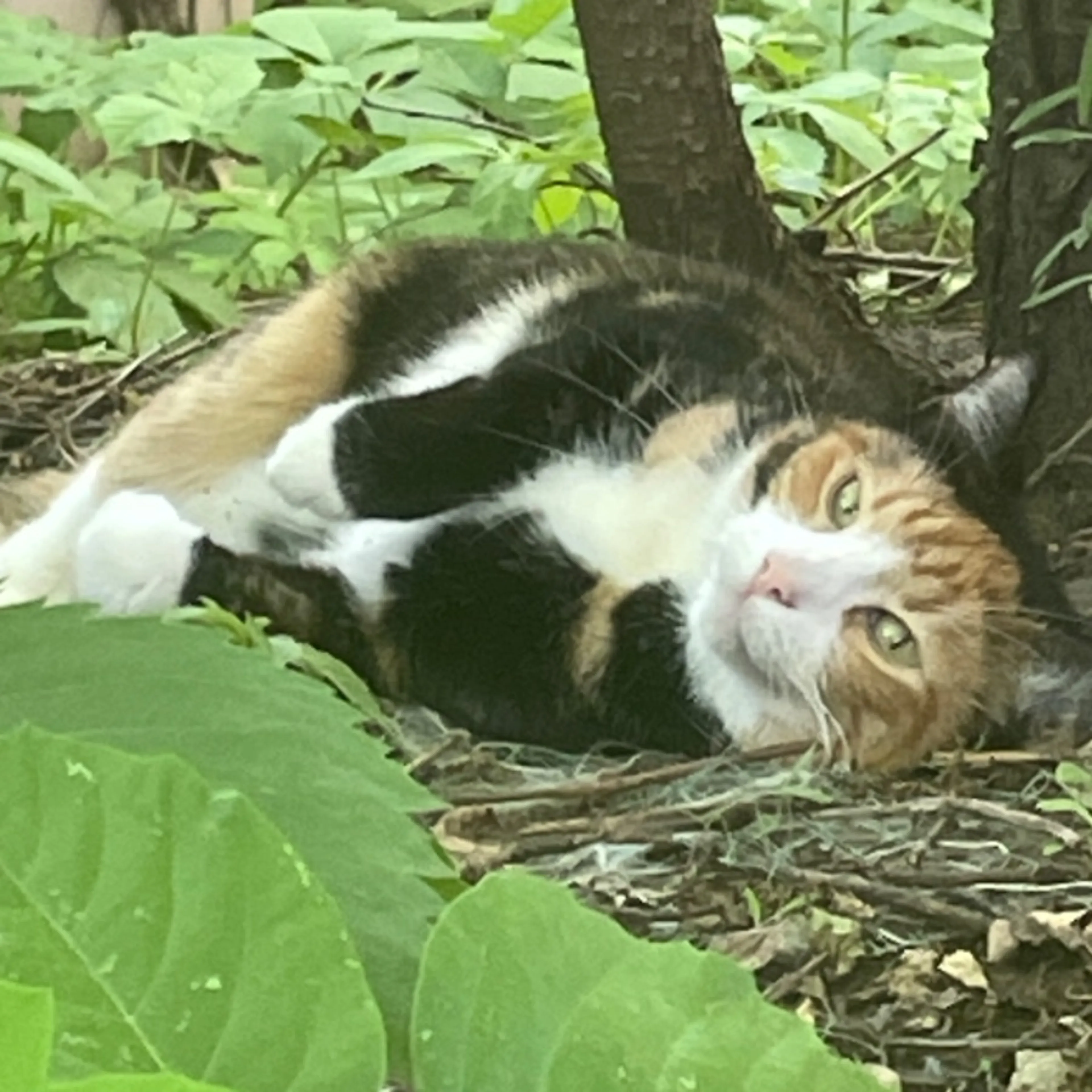 Found pet