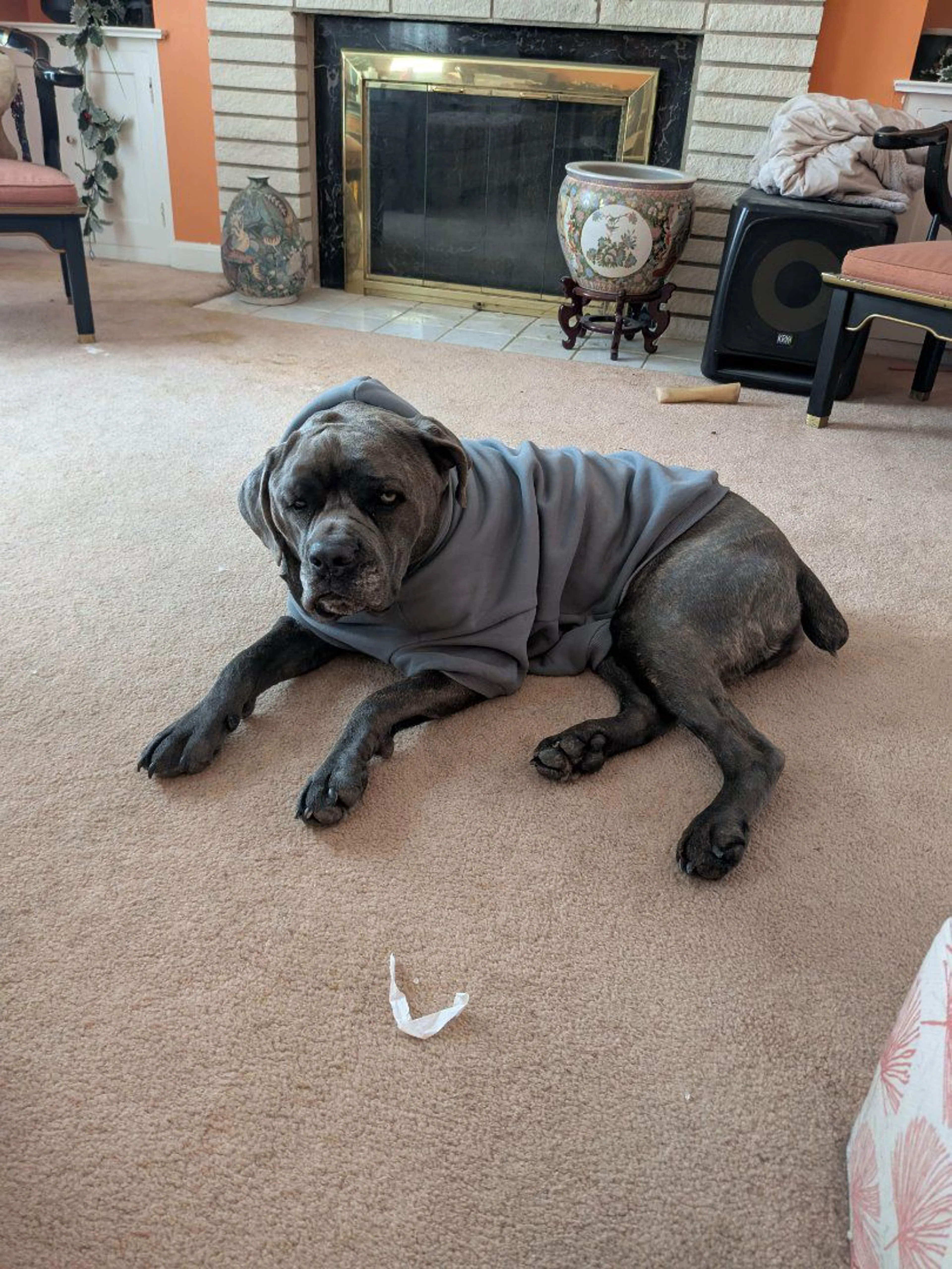 Lost pet