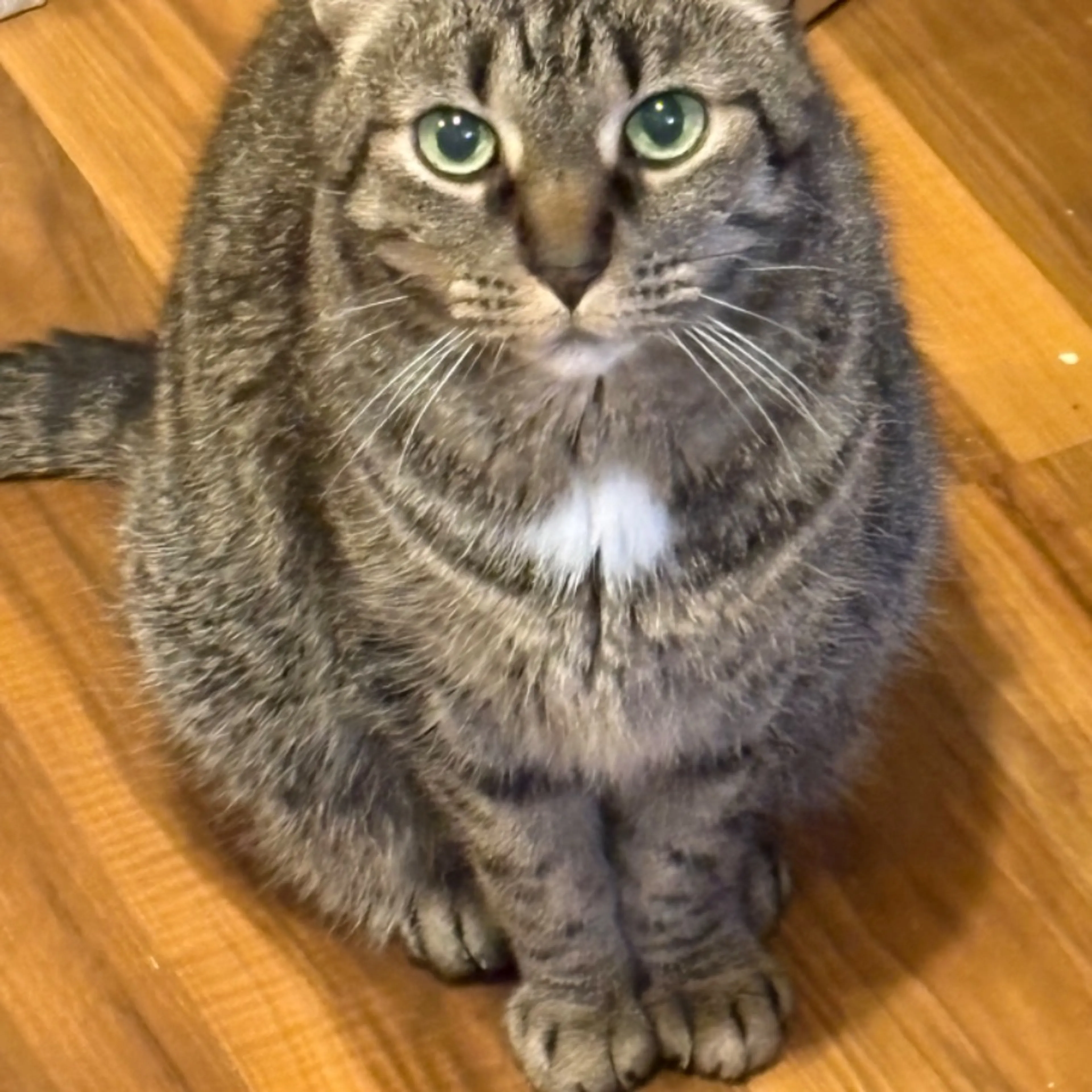 Lost pet