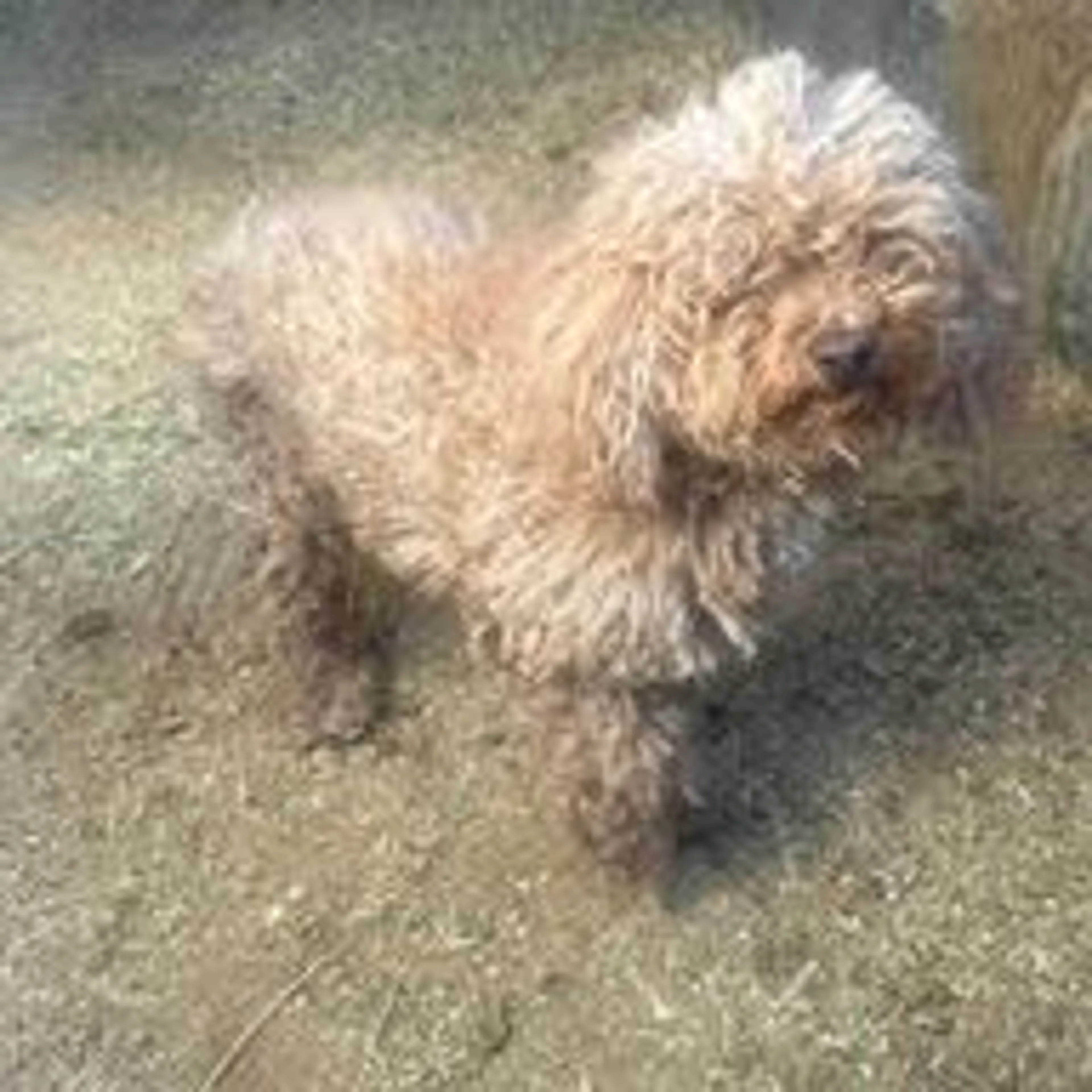 cdn image