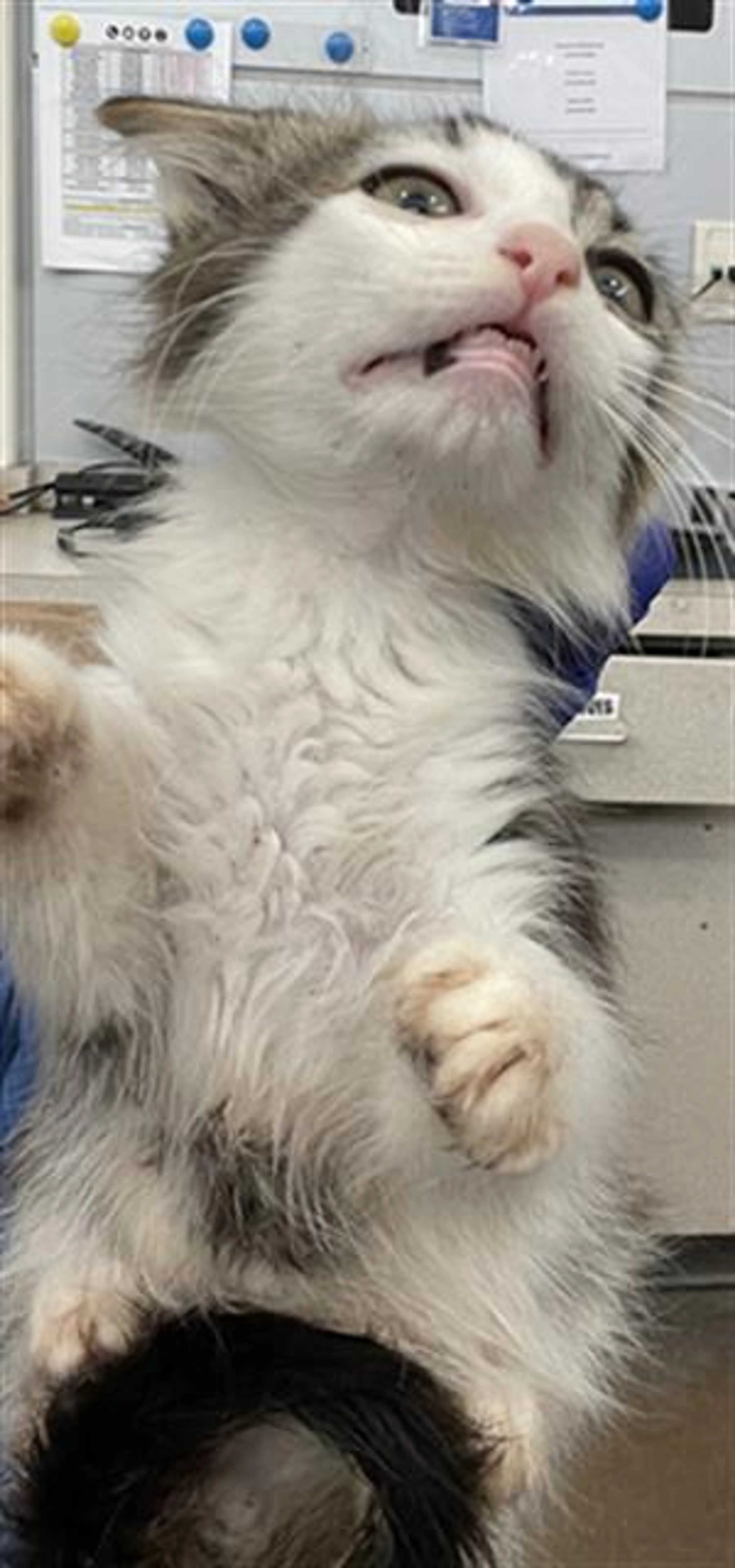 cdn image