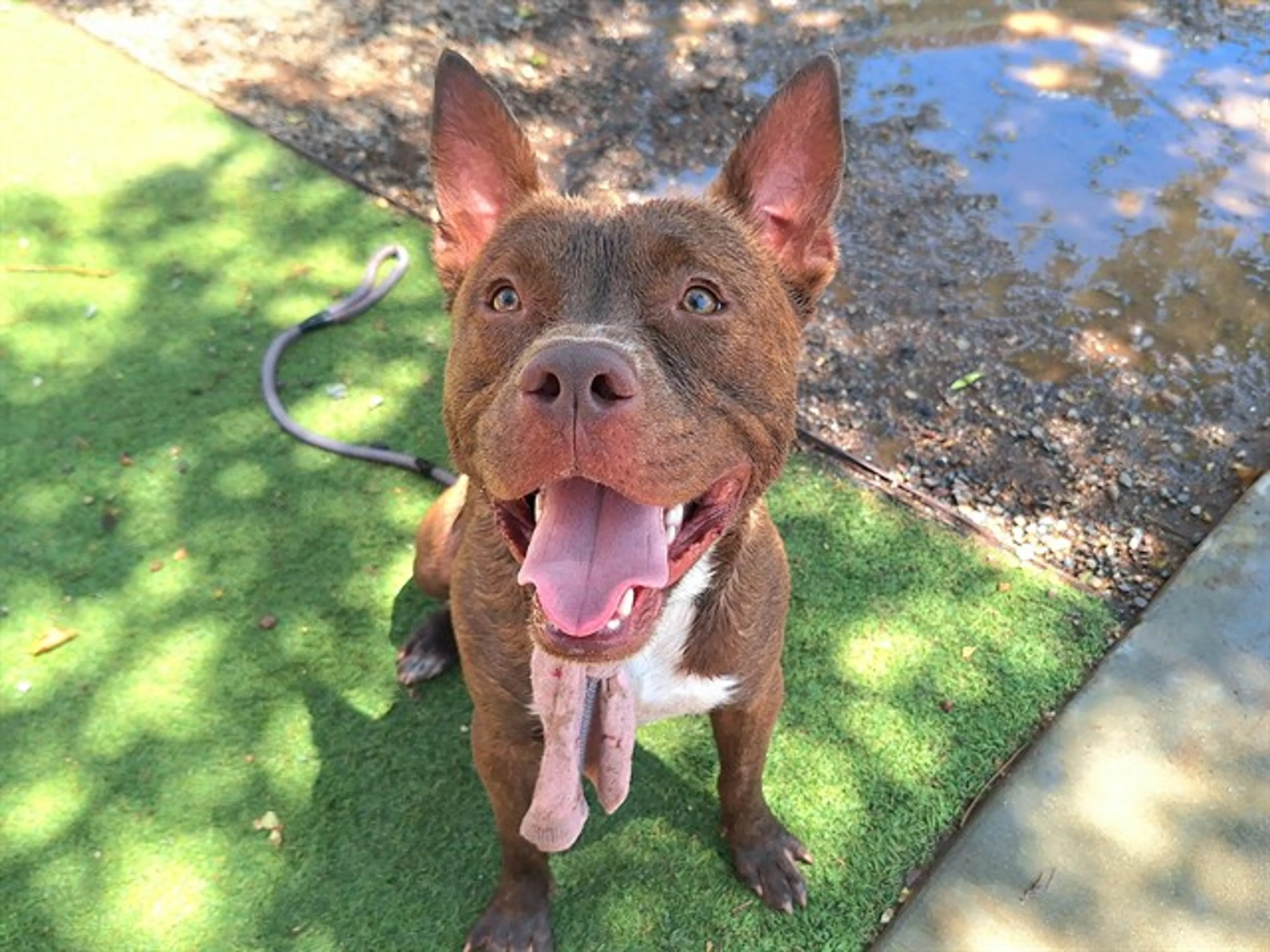 cdn image
