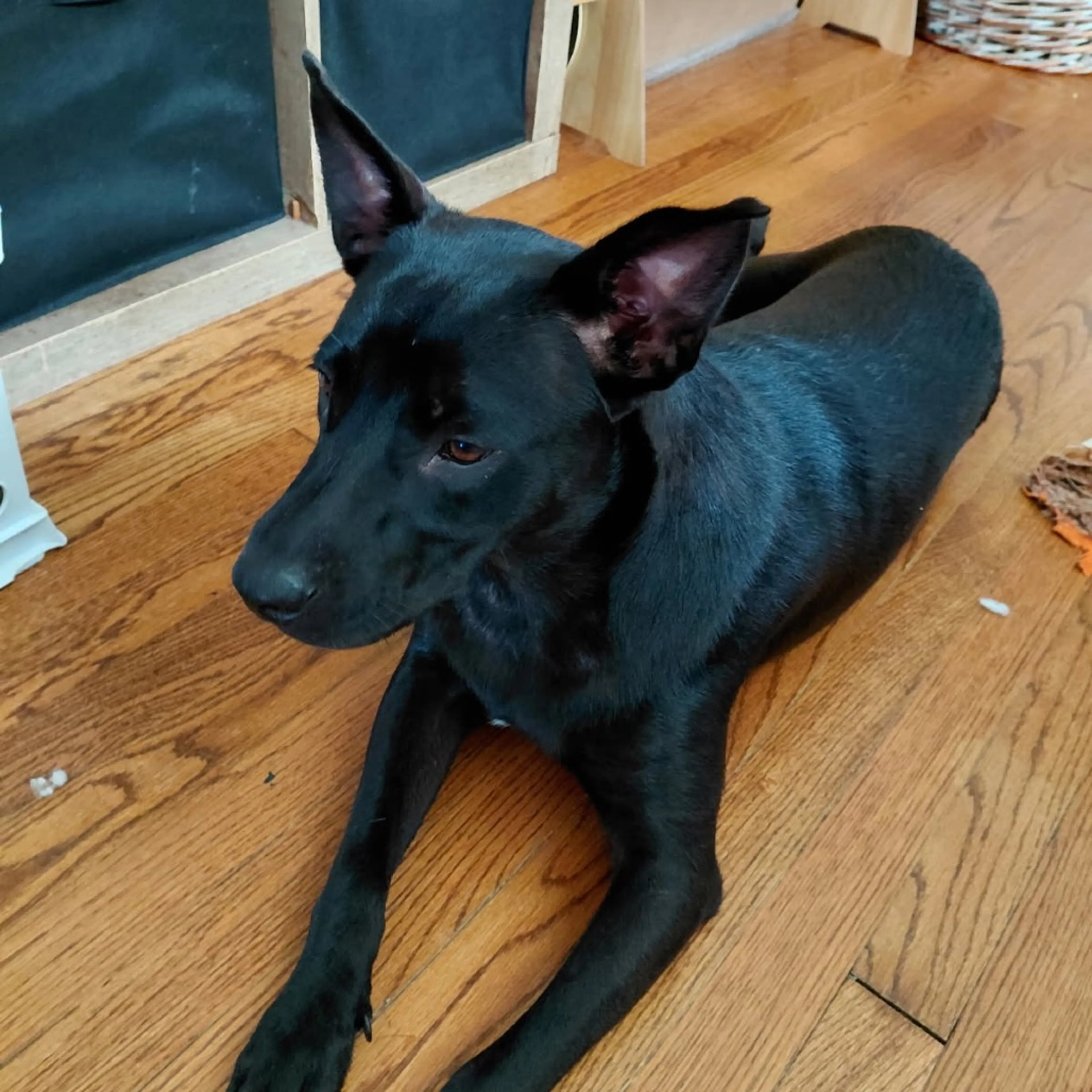 cdn image