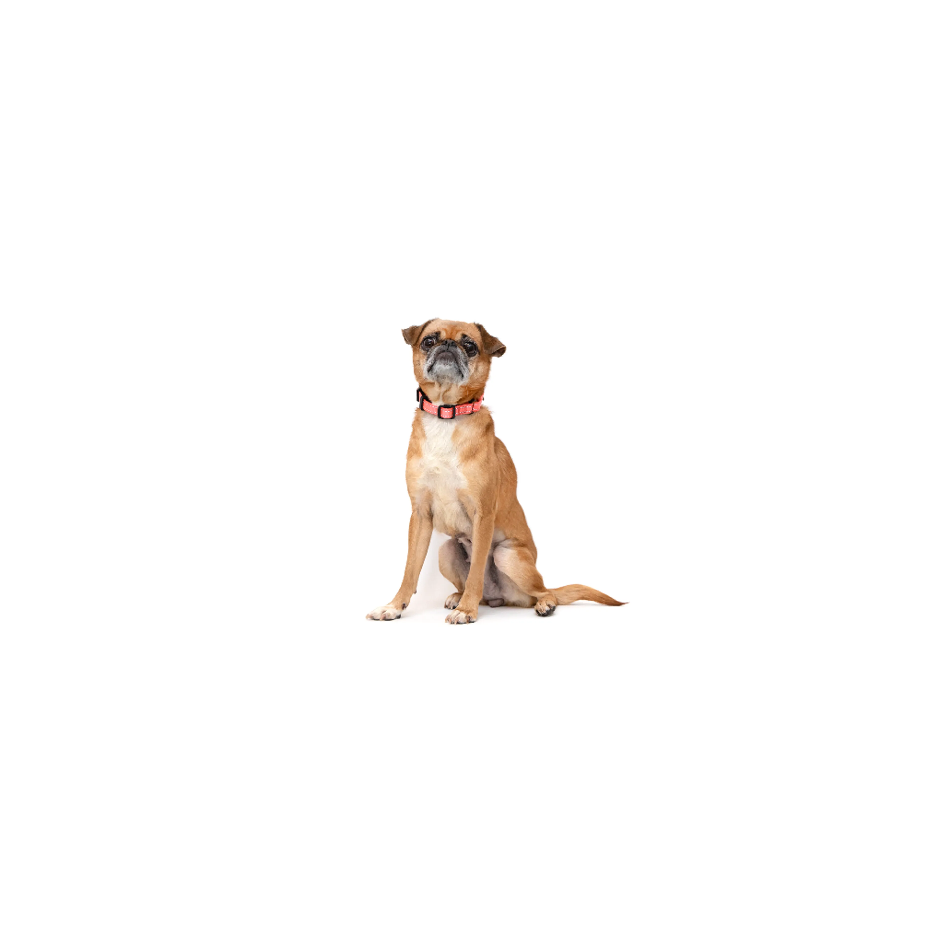 cdn image