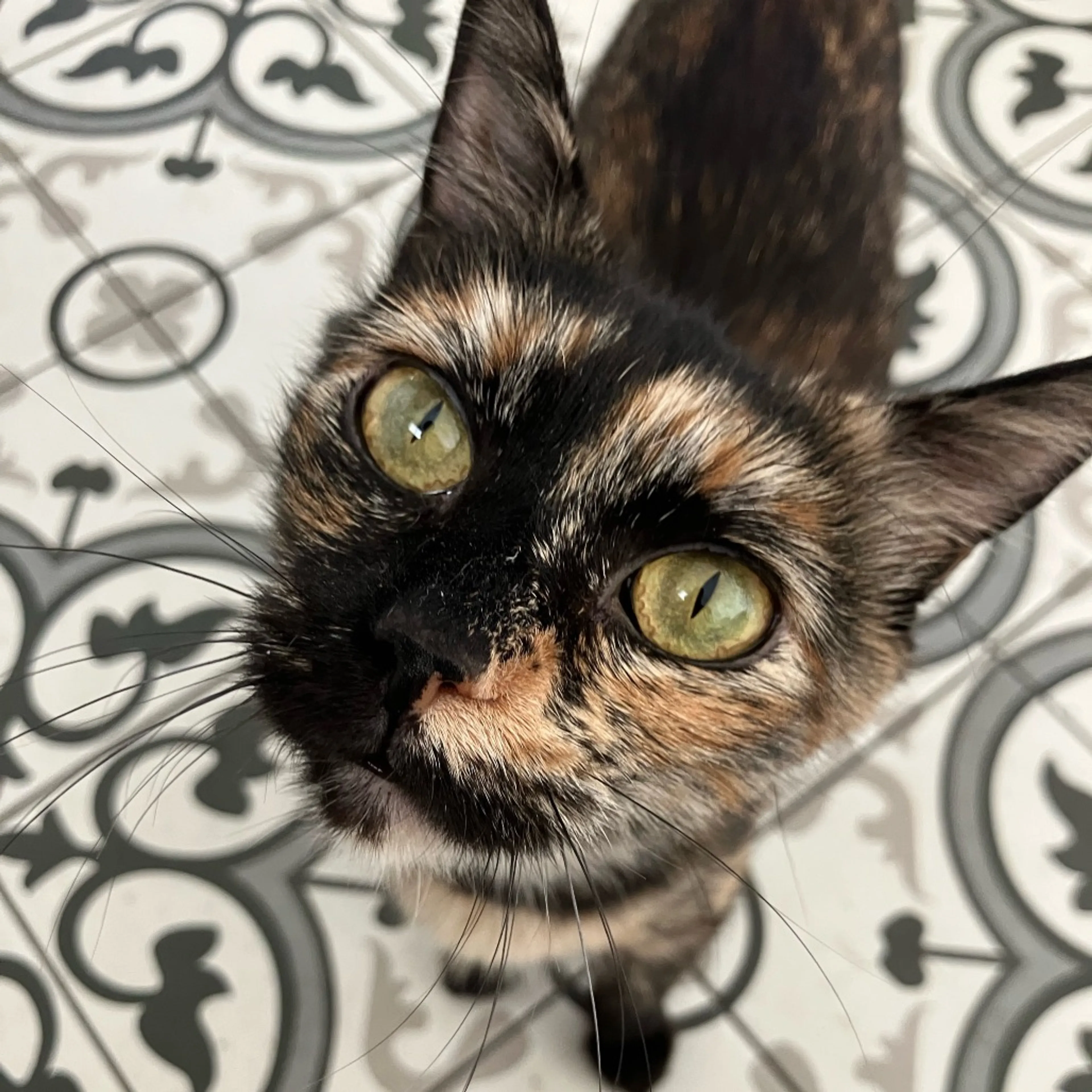 cdn image
