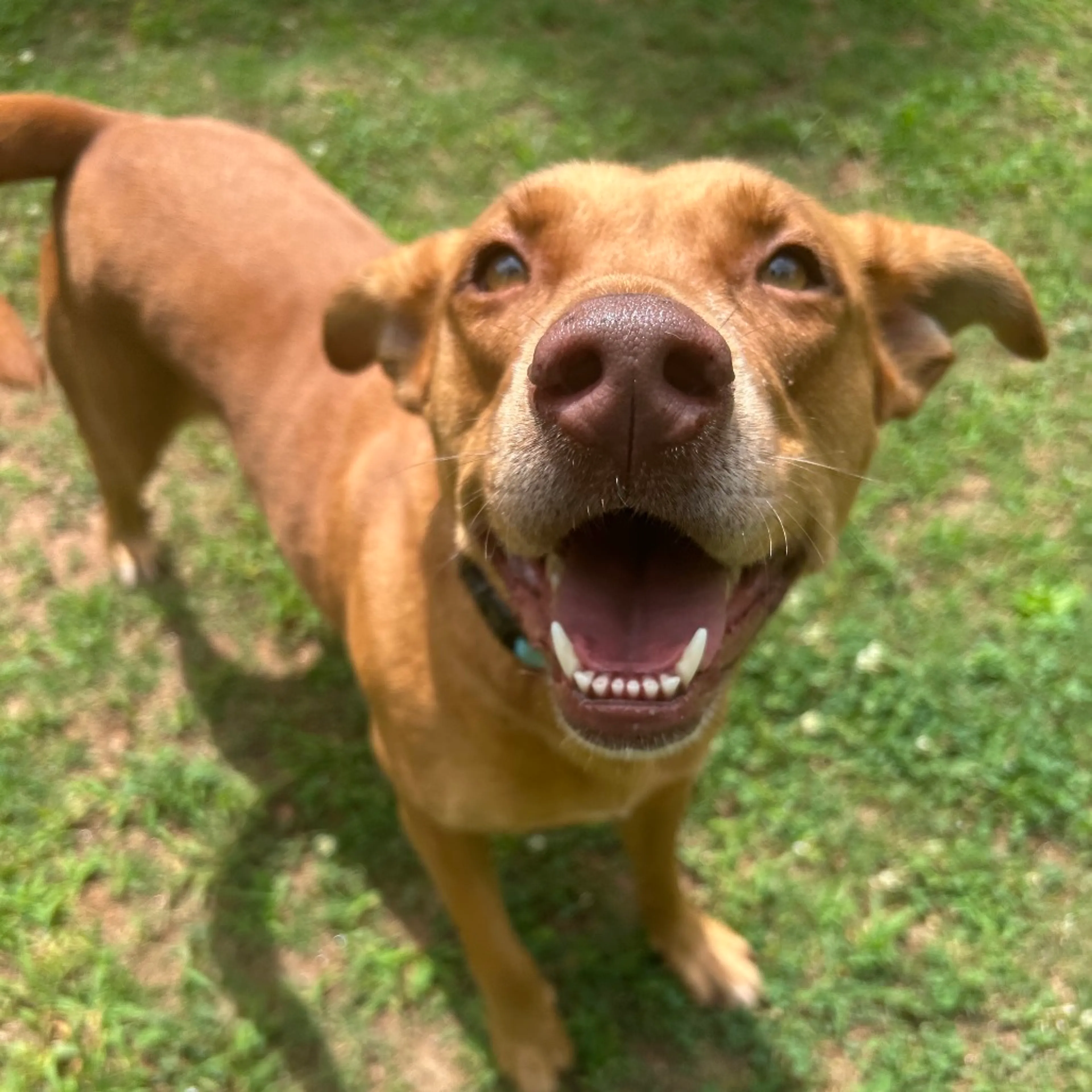 cdn image