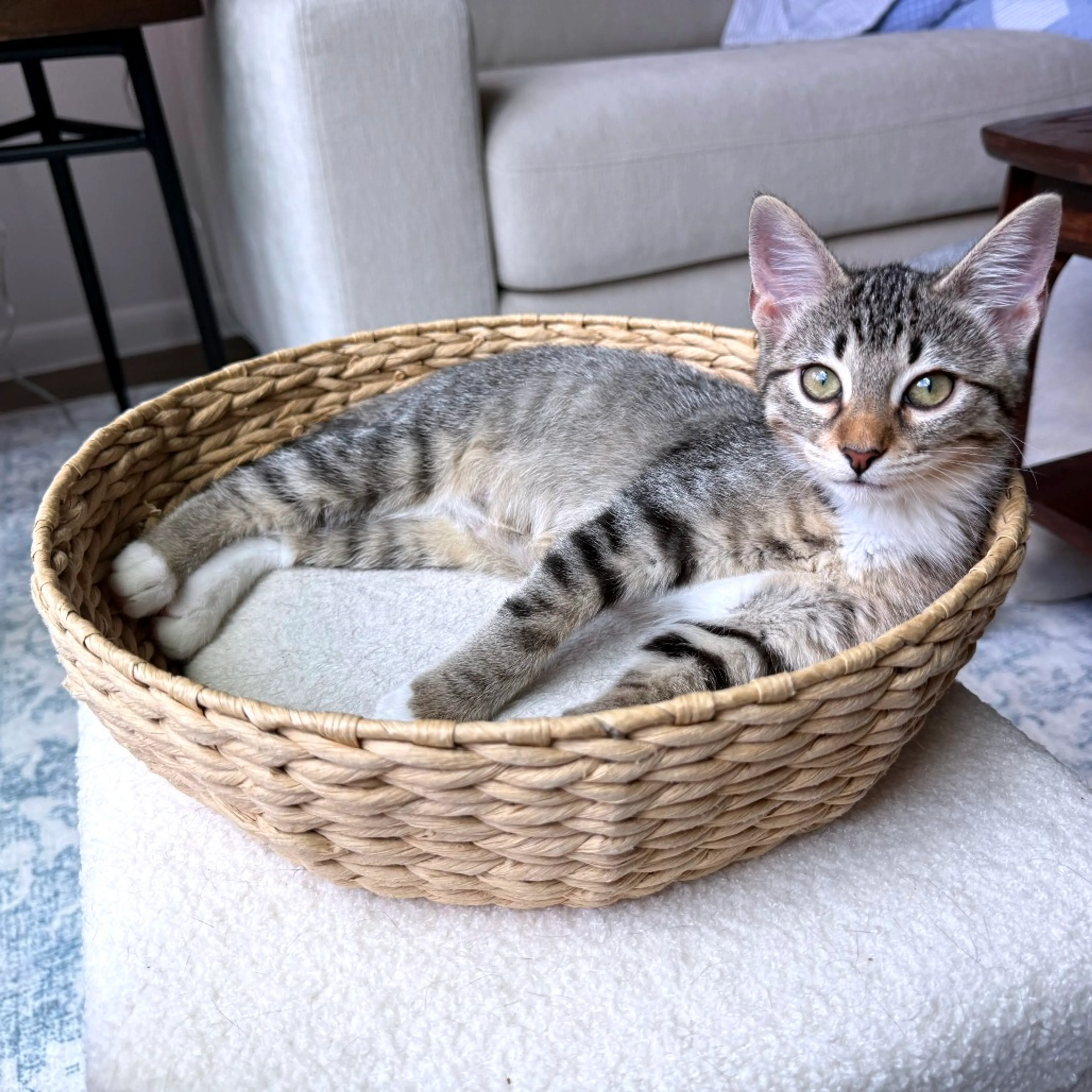 cdn image