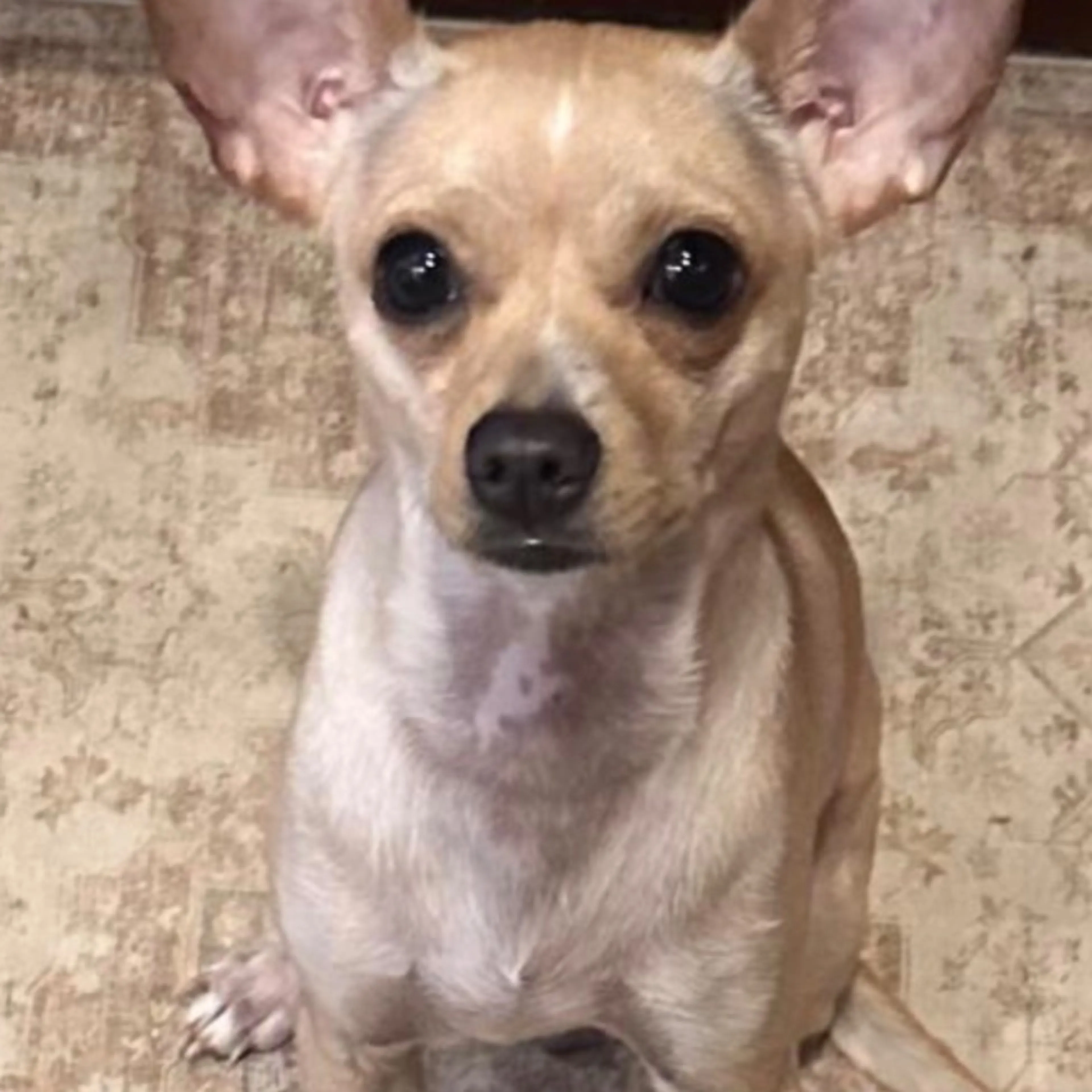 cdn image