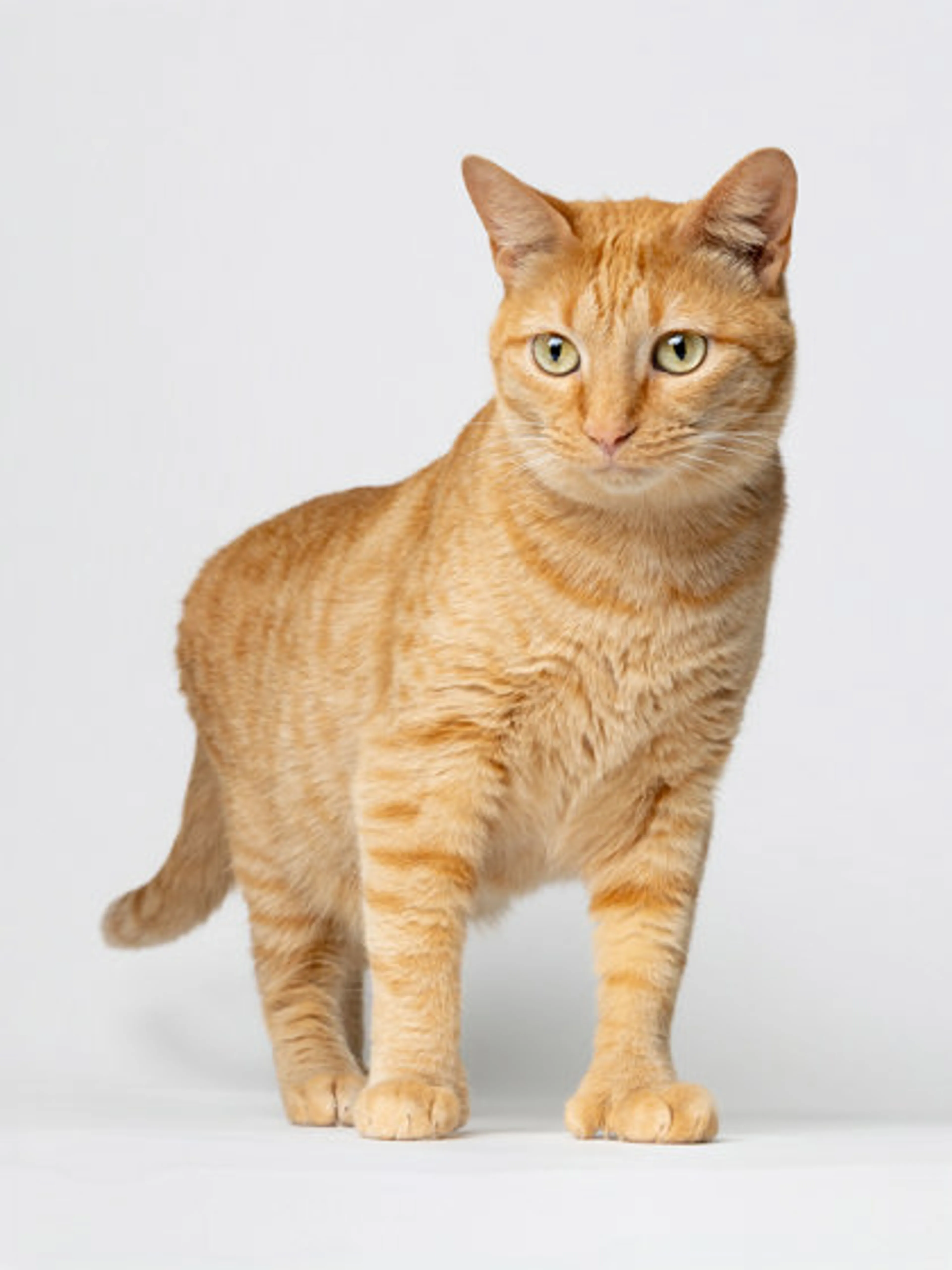 cdn image