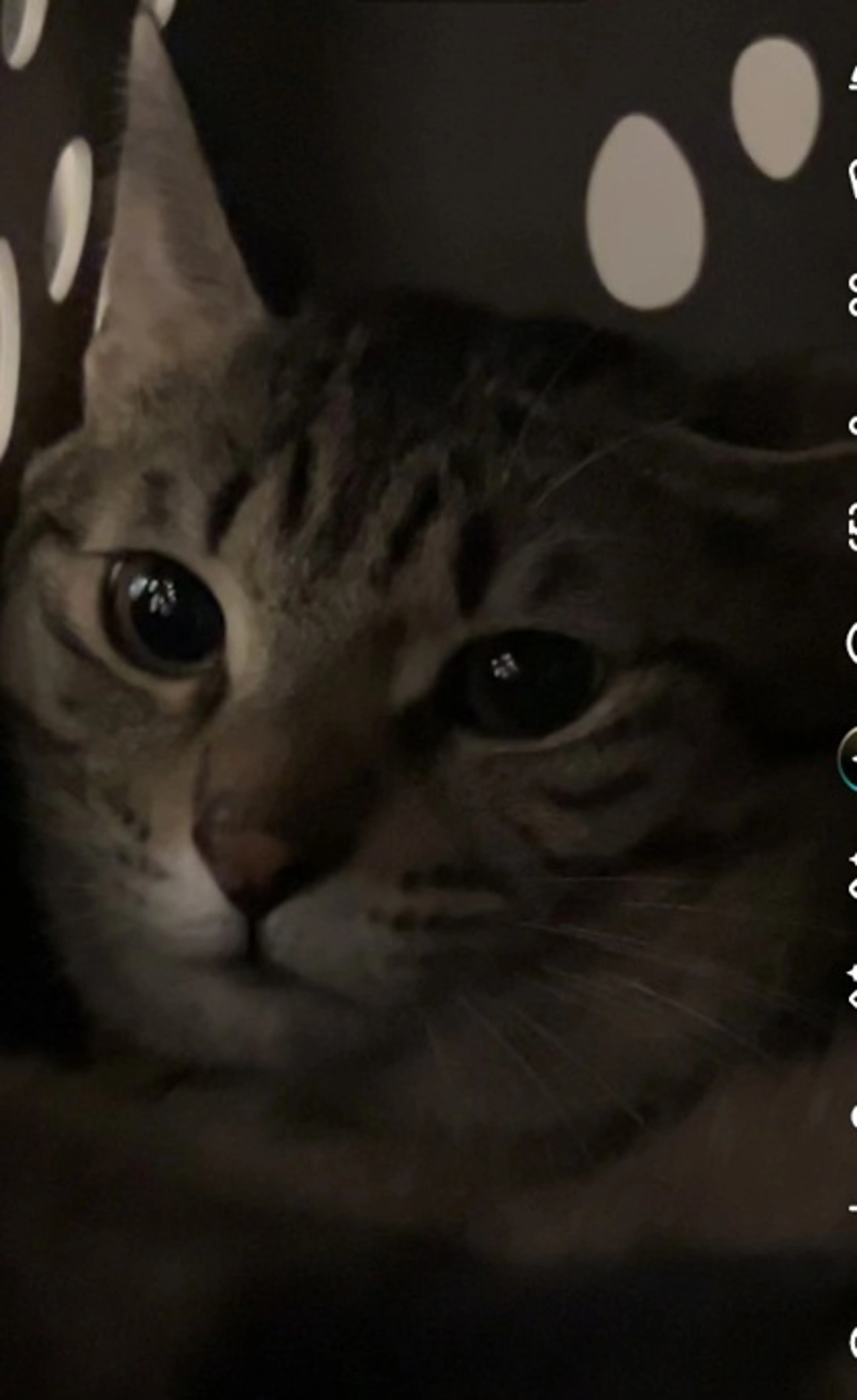 cdn image