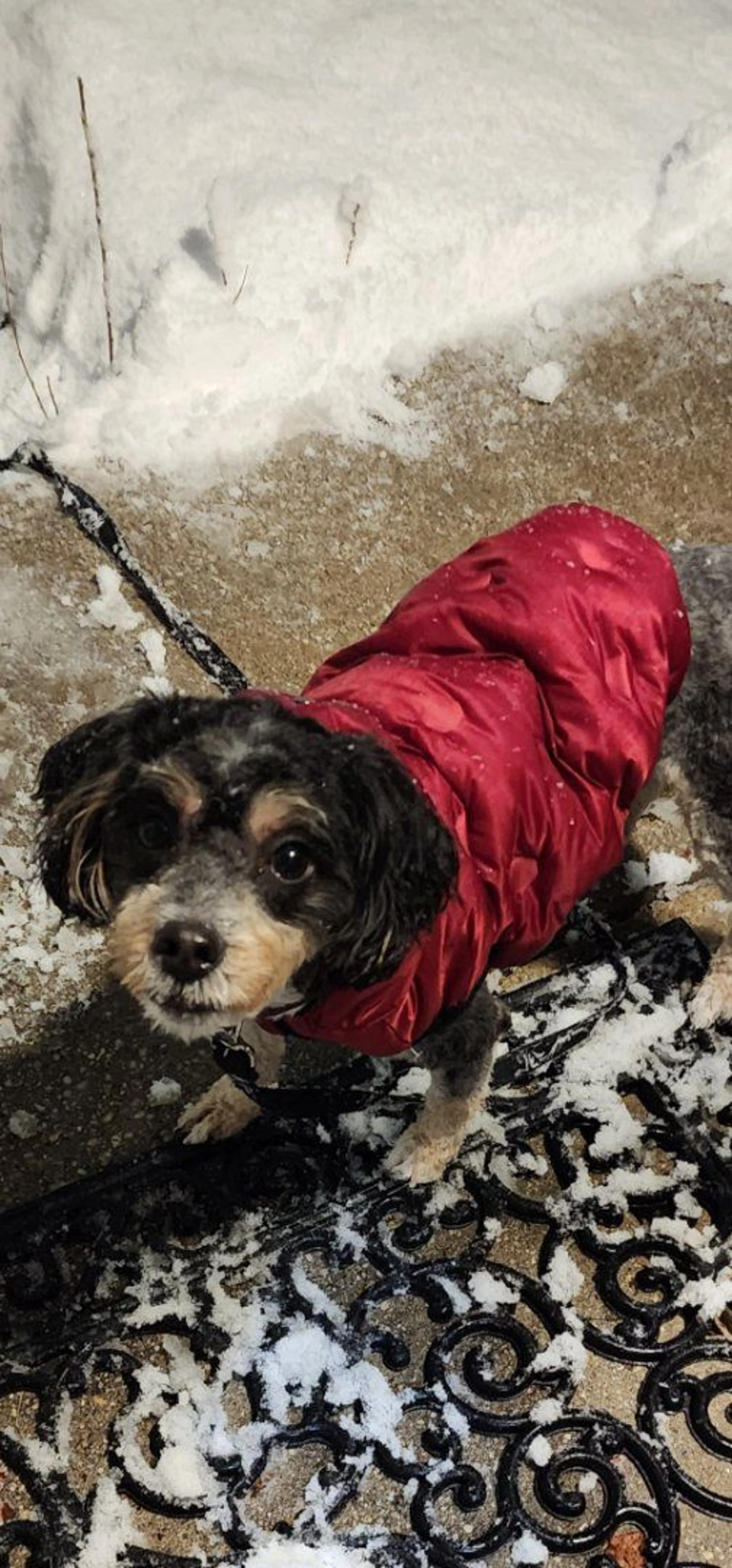 cdn image