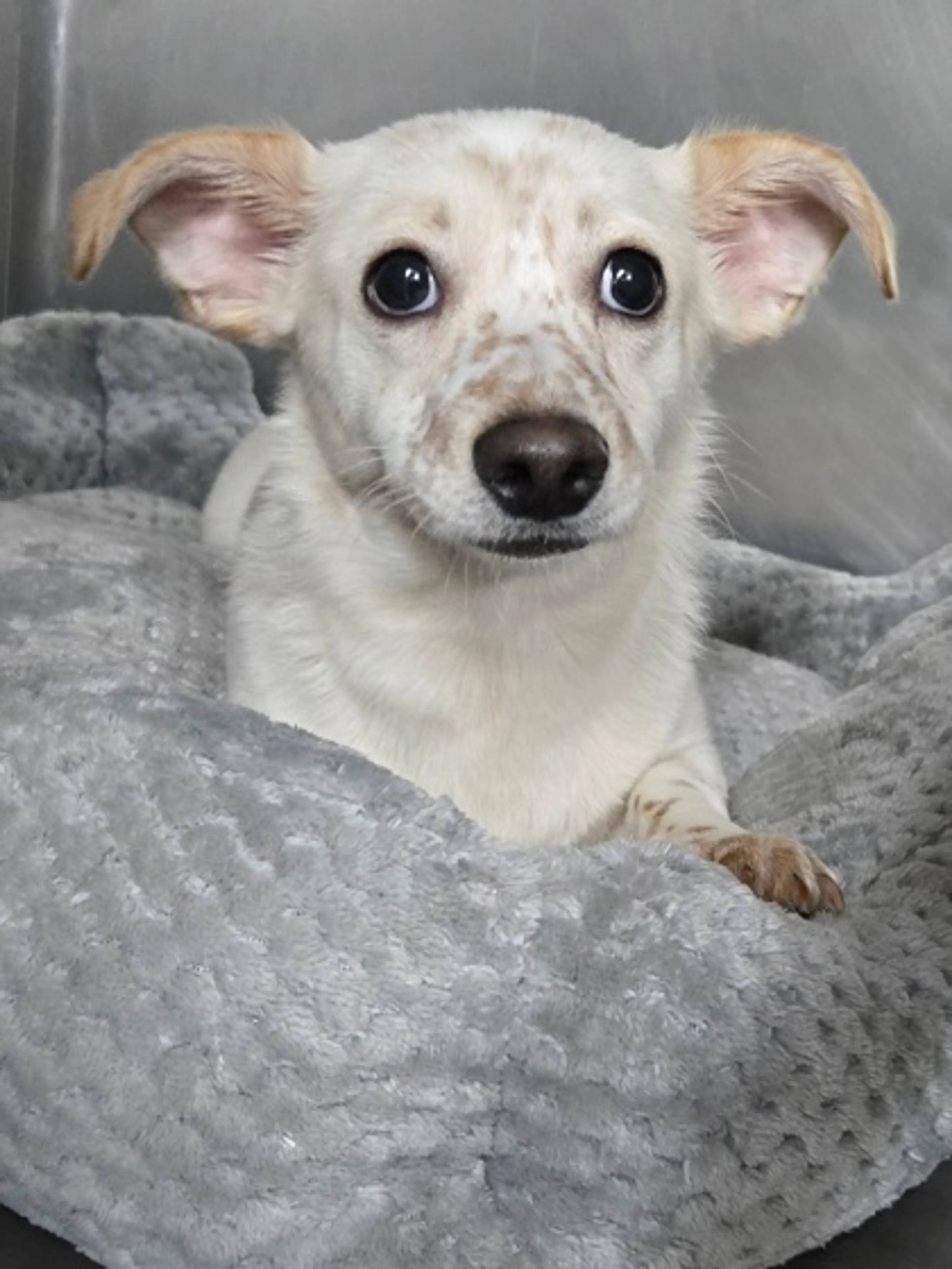 cdn image