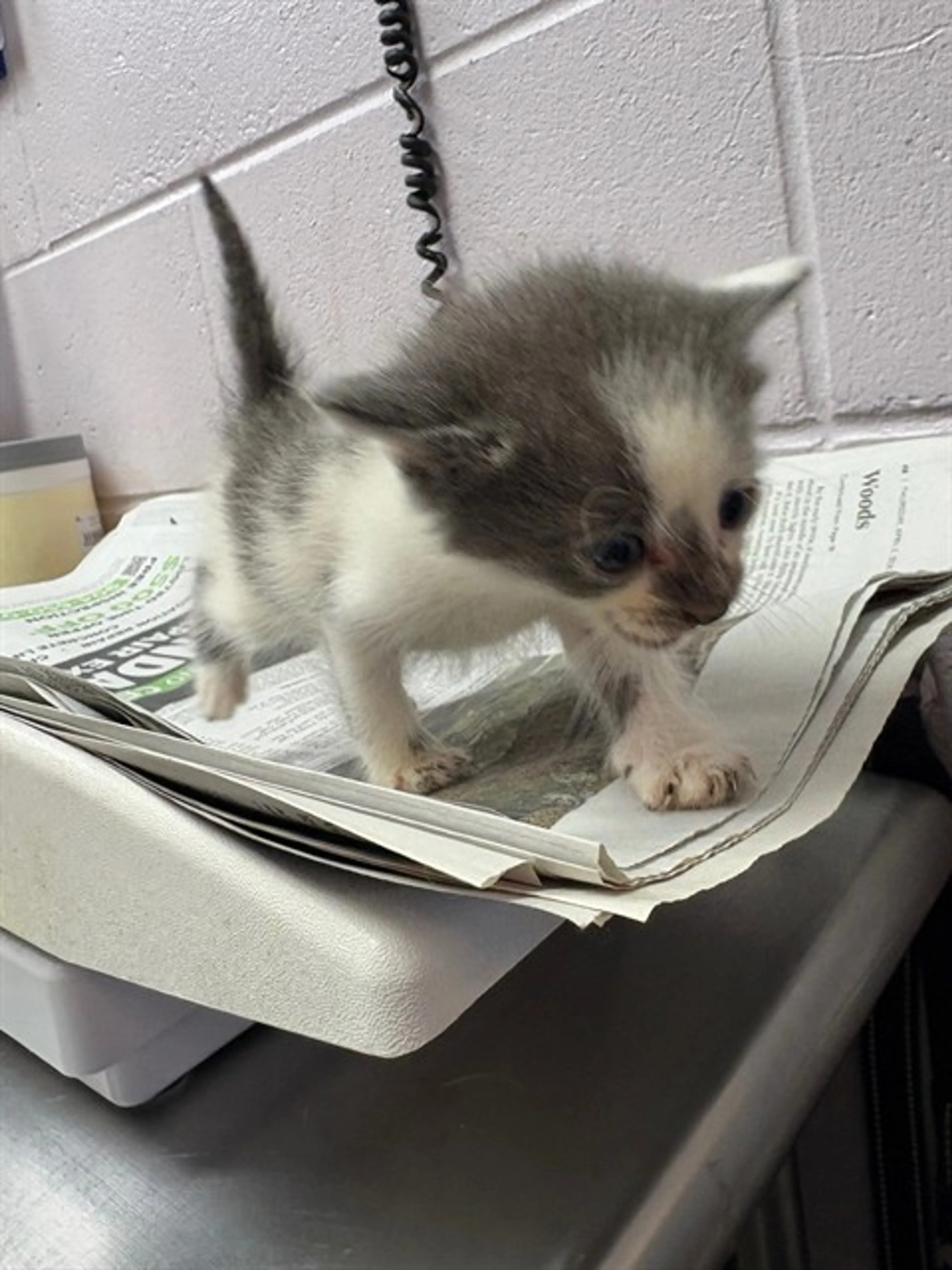 cdn image