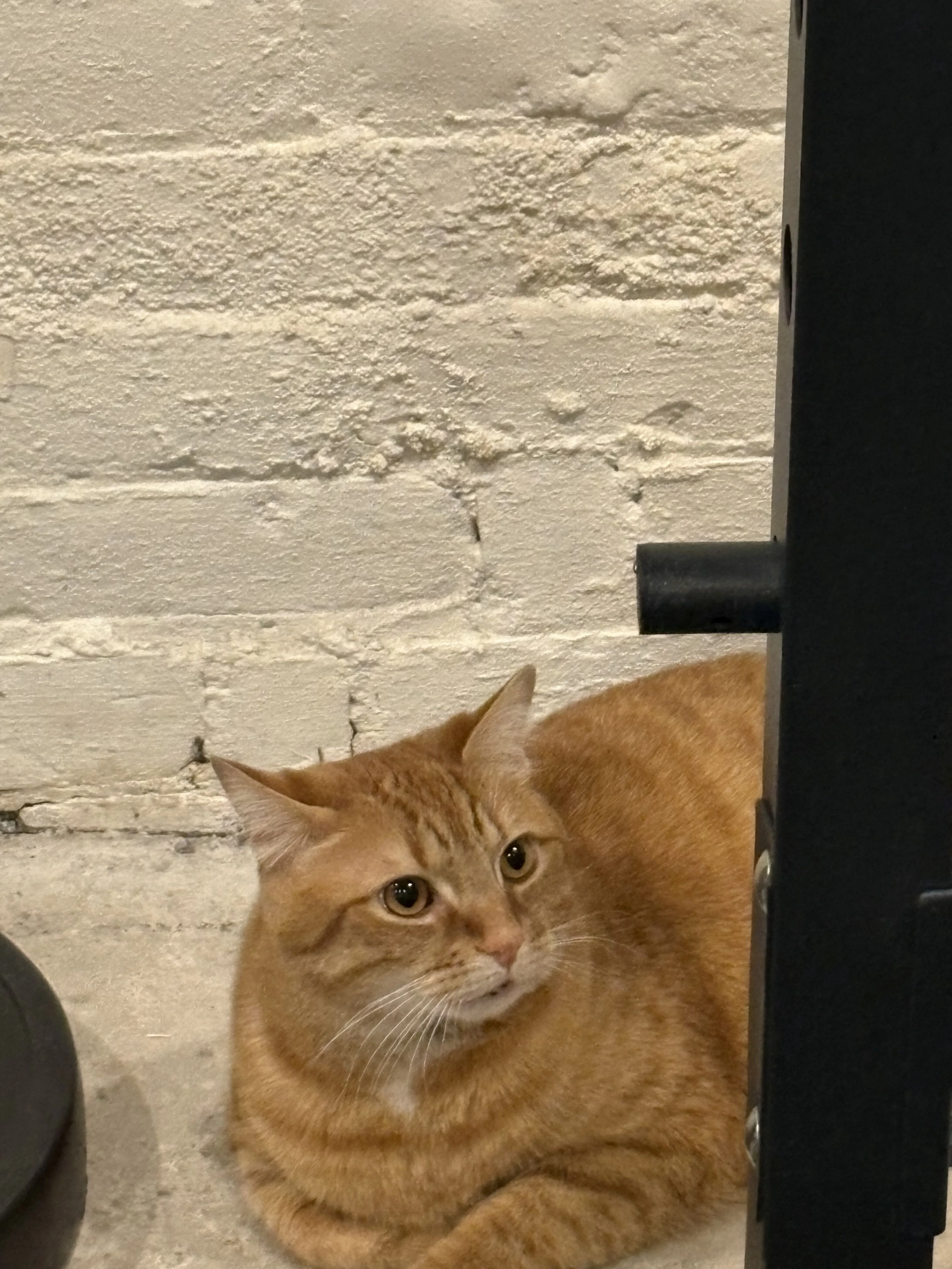 cdn image