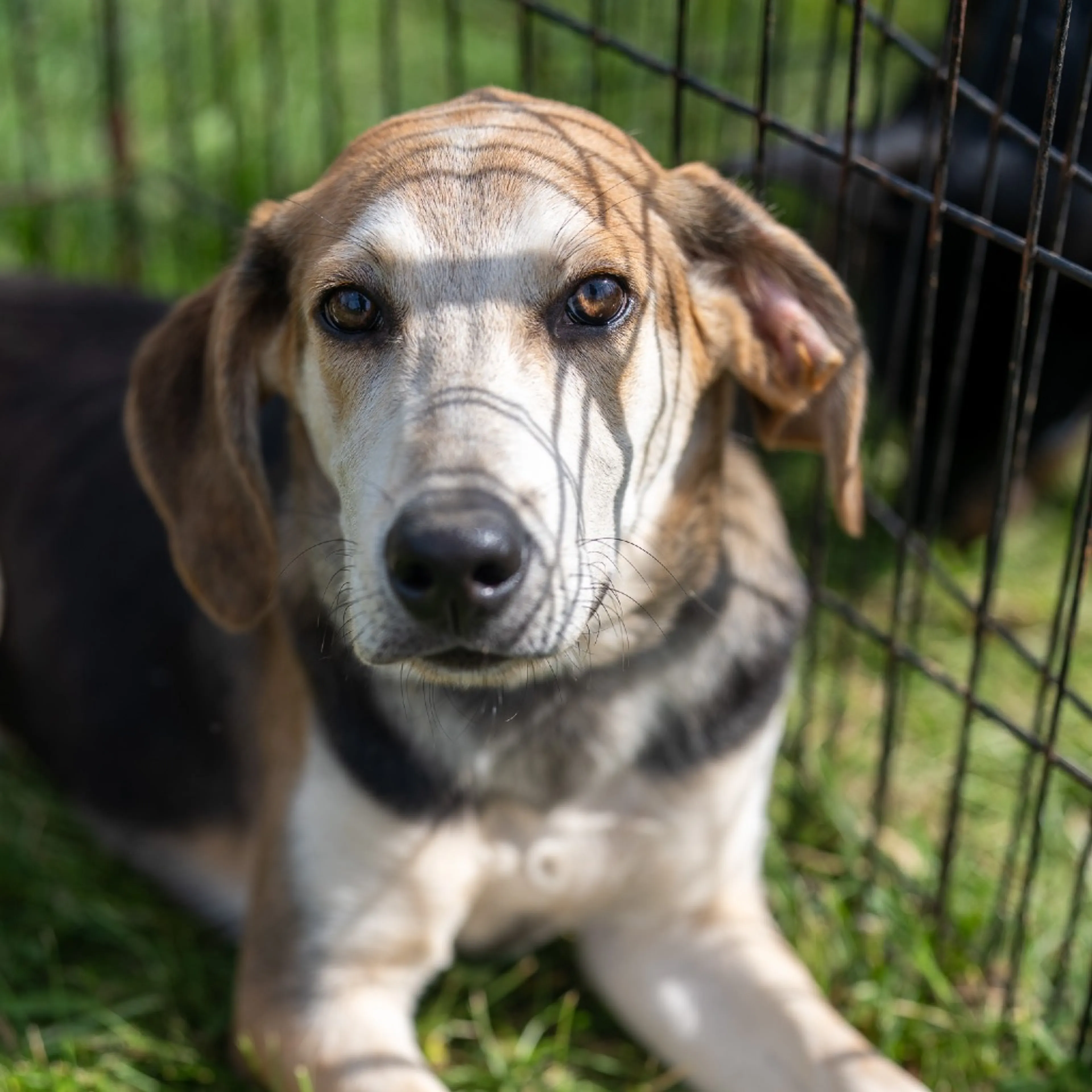 cdn image