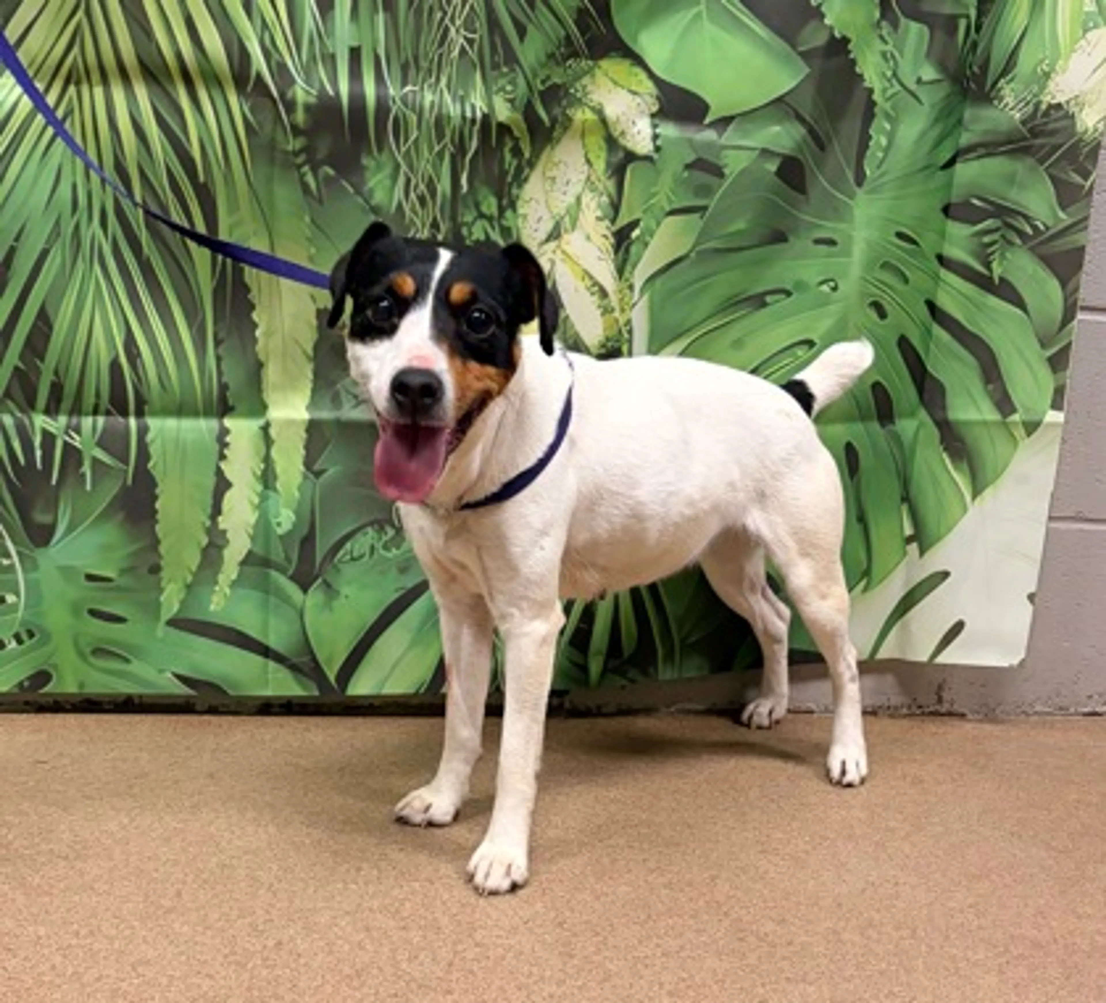 cdn image