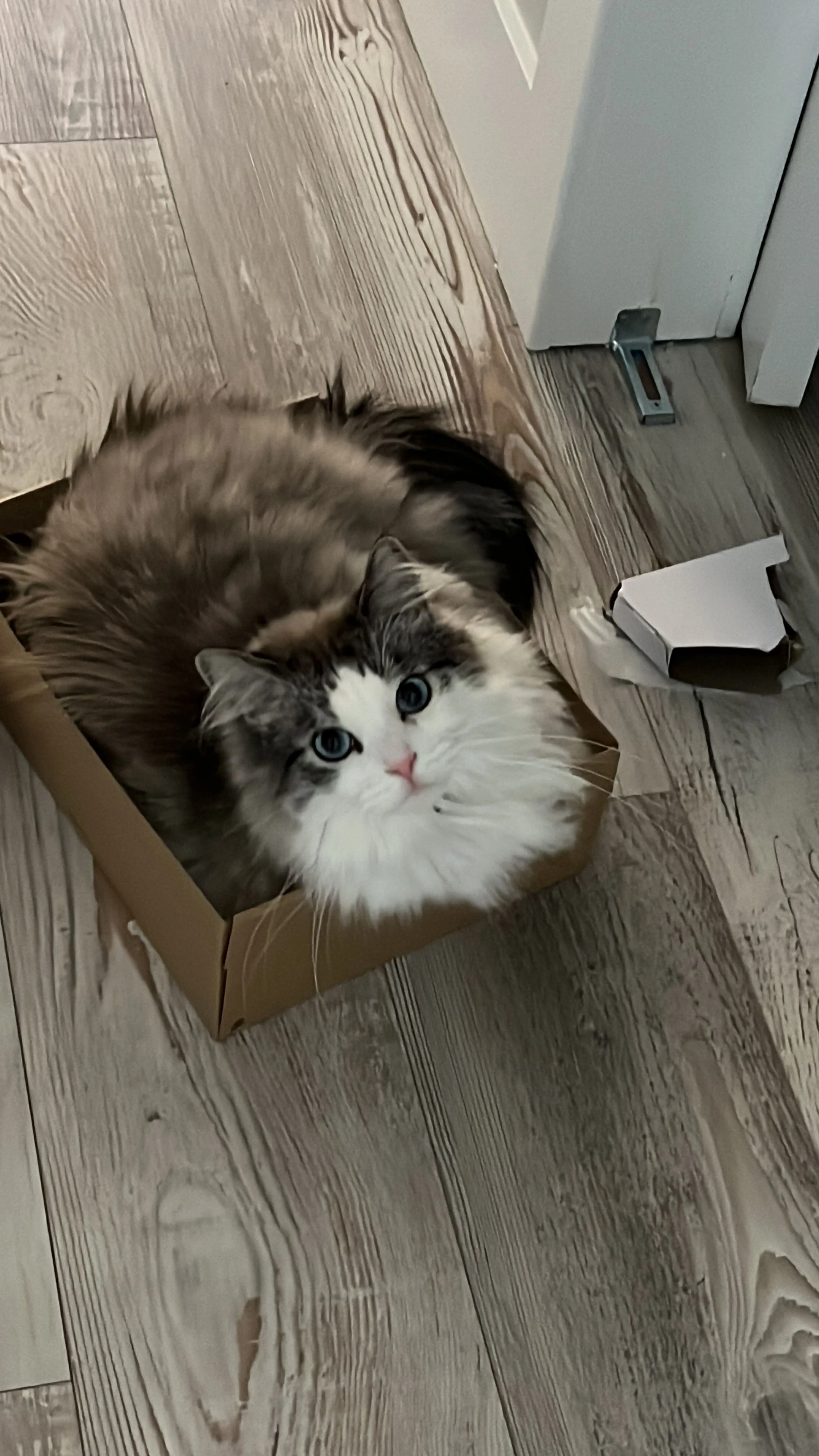 cdn image